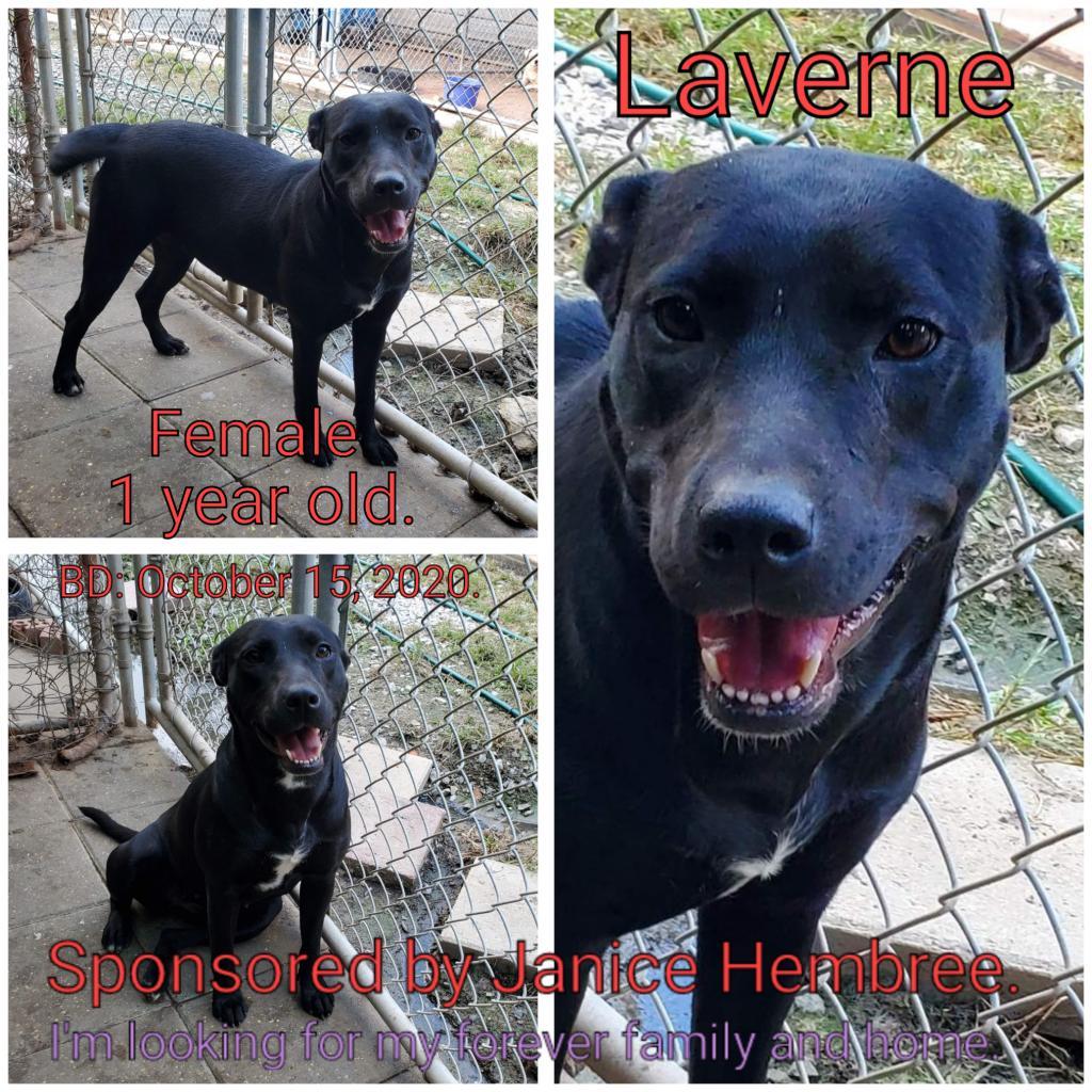 Laverne — thumbnail 3