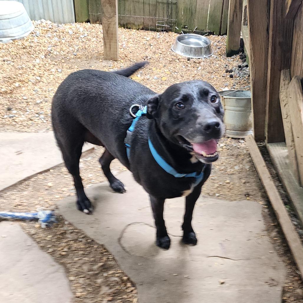 Enlarge Laverne, a Adoptable Mixed Breed in Boaz, AL image 3/5
