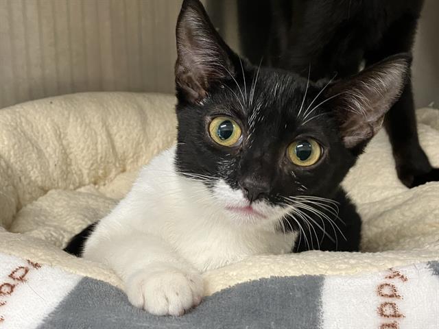 KITTY KUREK, Adoptable, Young Female Domestic Short Hair.