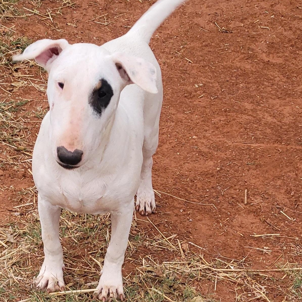 Poppy, Adoptable, Adult Female Bull Terrier.