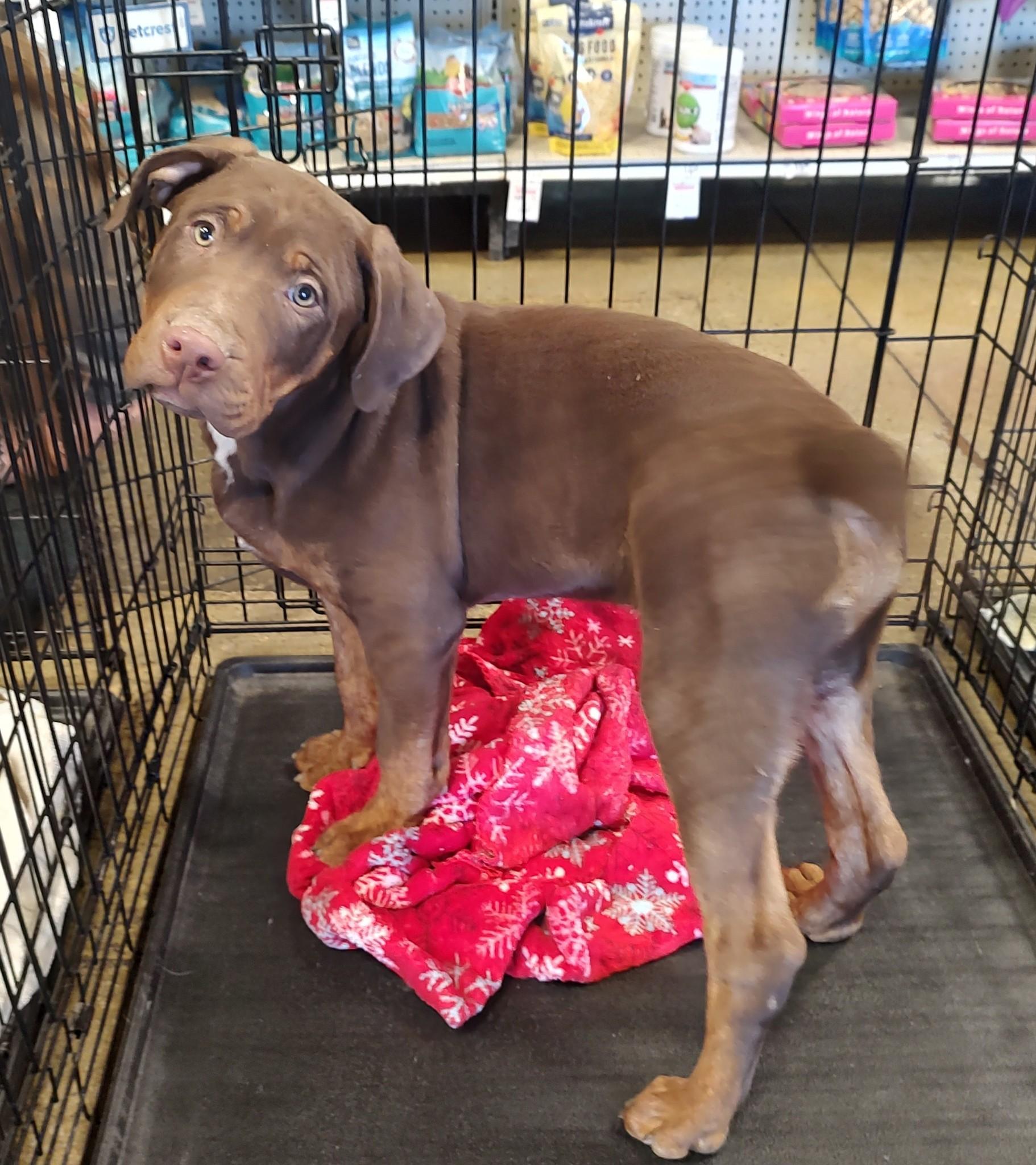 Dozer, a Adoptable mixed breed in Henderson, NV image 3/3