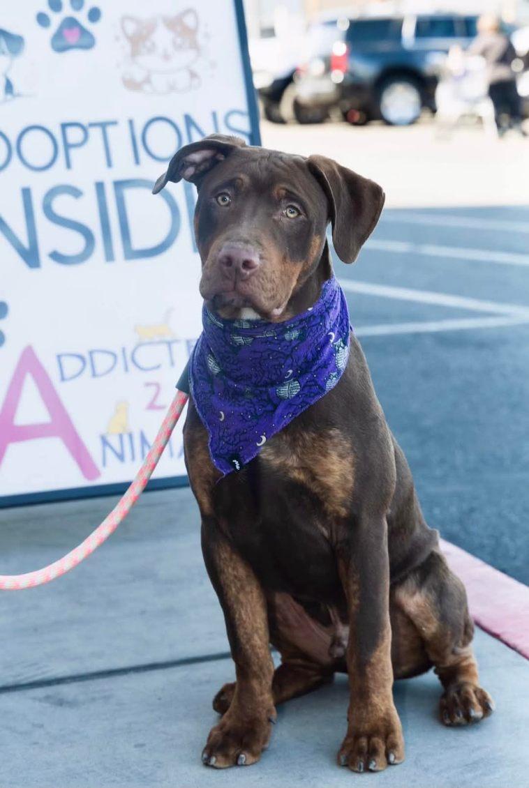 Dozer, a Adoptable mixed breed in Henderson, NV image 1/3
