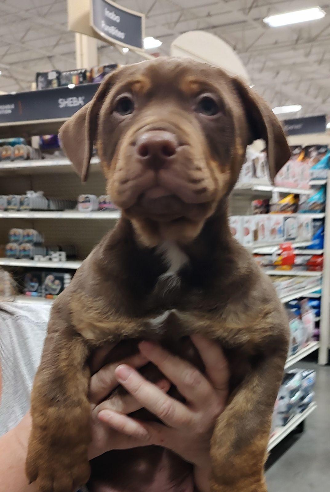 Dozer, a Adoptable mixed breed in Henderson, NV image 2/3