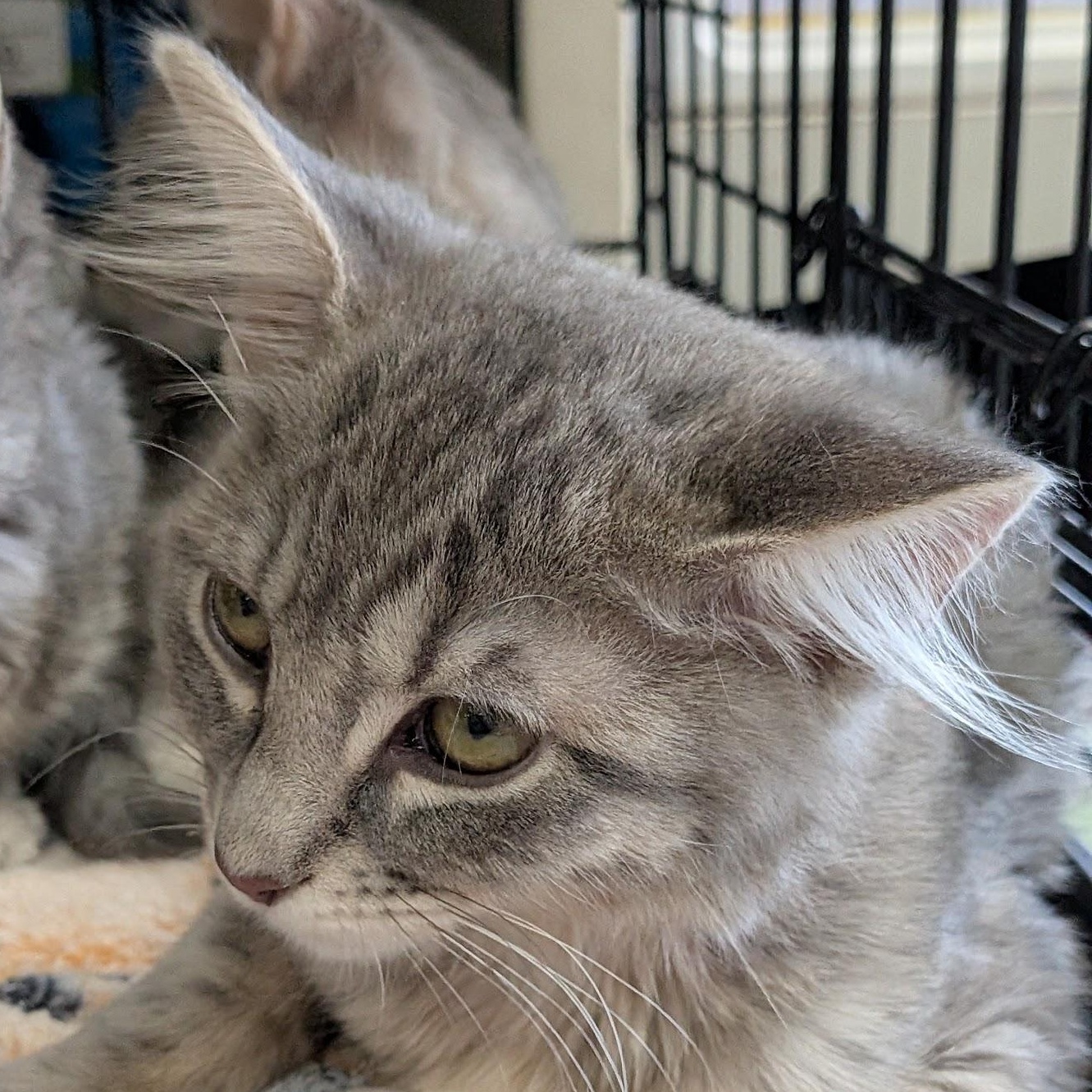 Chowder, Adopted, Kitten Female Domestic Short Hair.