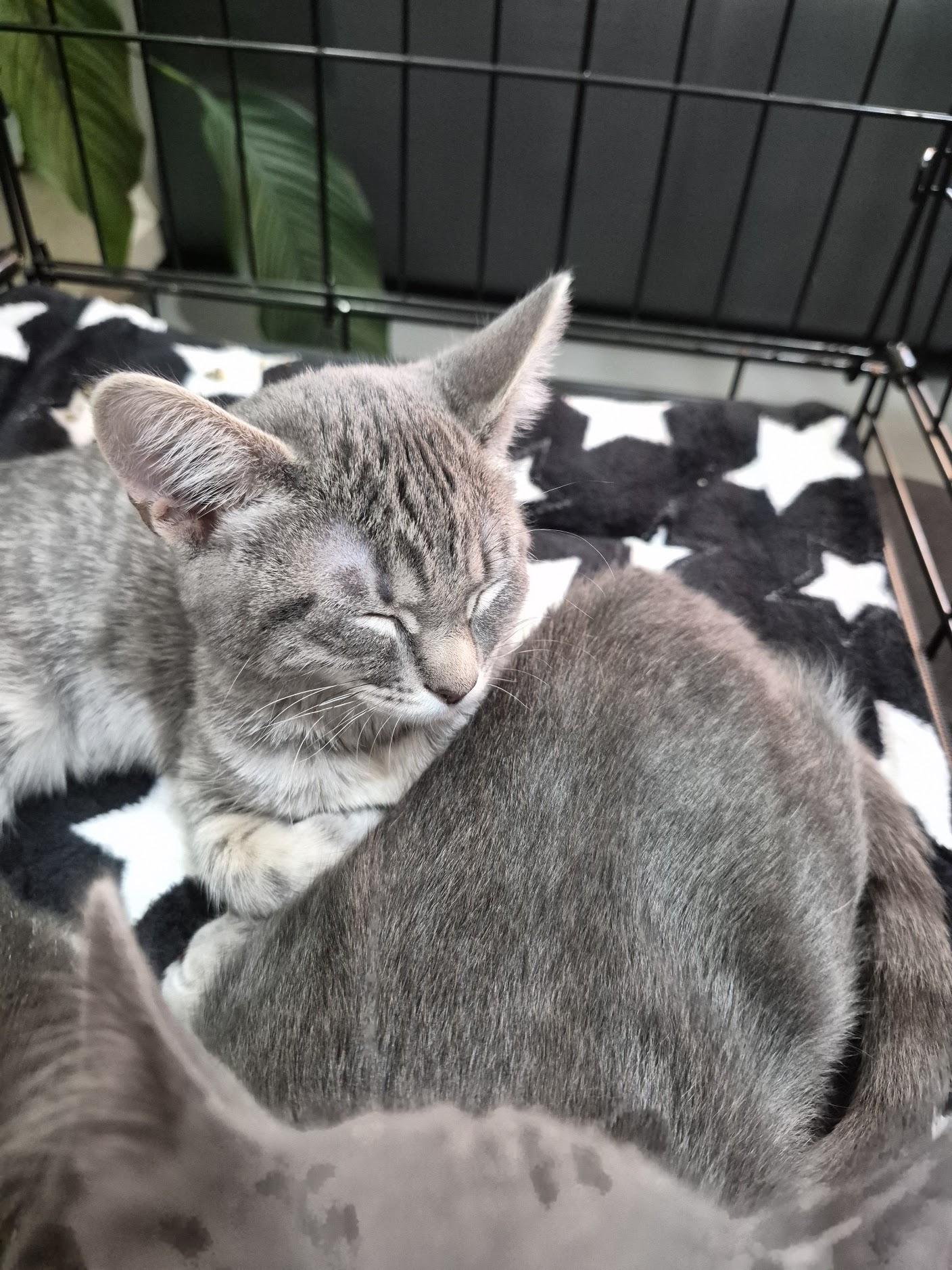 Enlarge Chowder, a Adopted Domestic Short Hair in Eugene, OR image 4/5