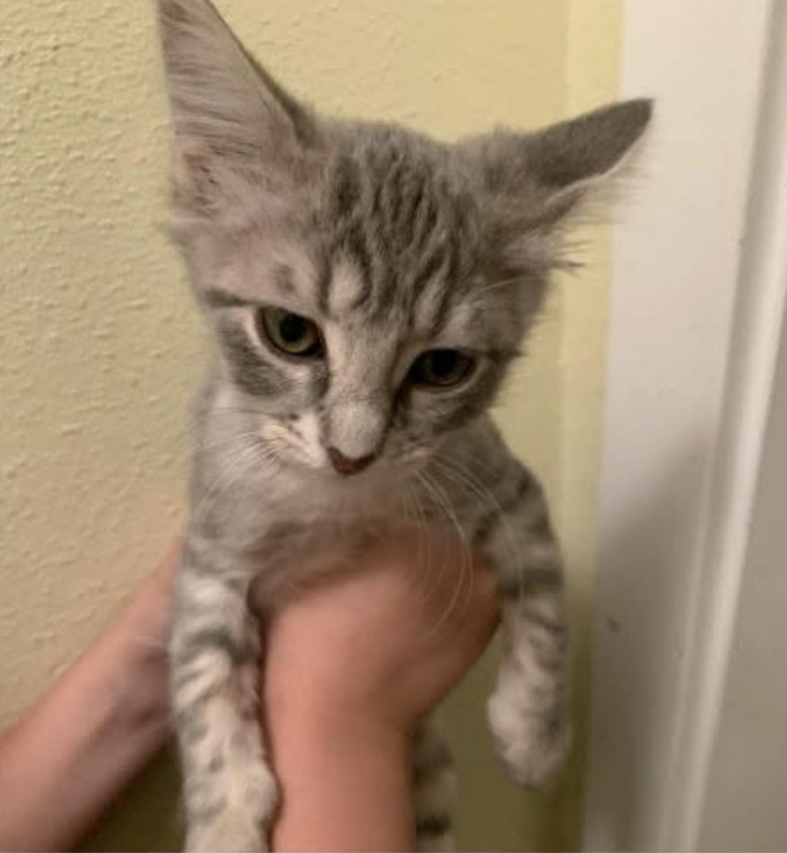 Enlarge Chowder, a Adopted Domestic Short Hair in Eugene, OR image 3/5