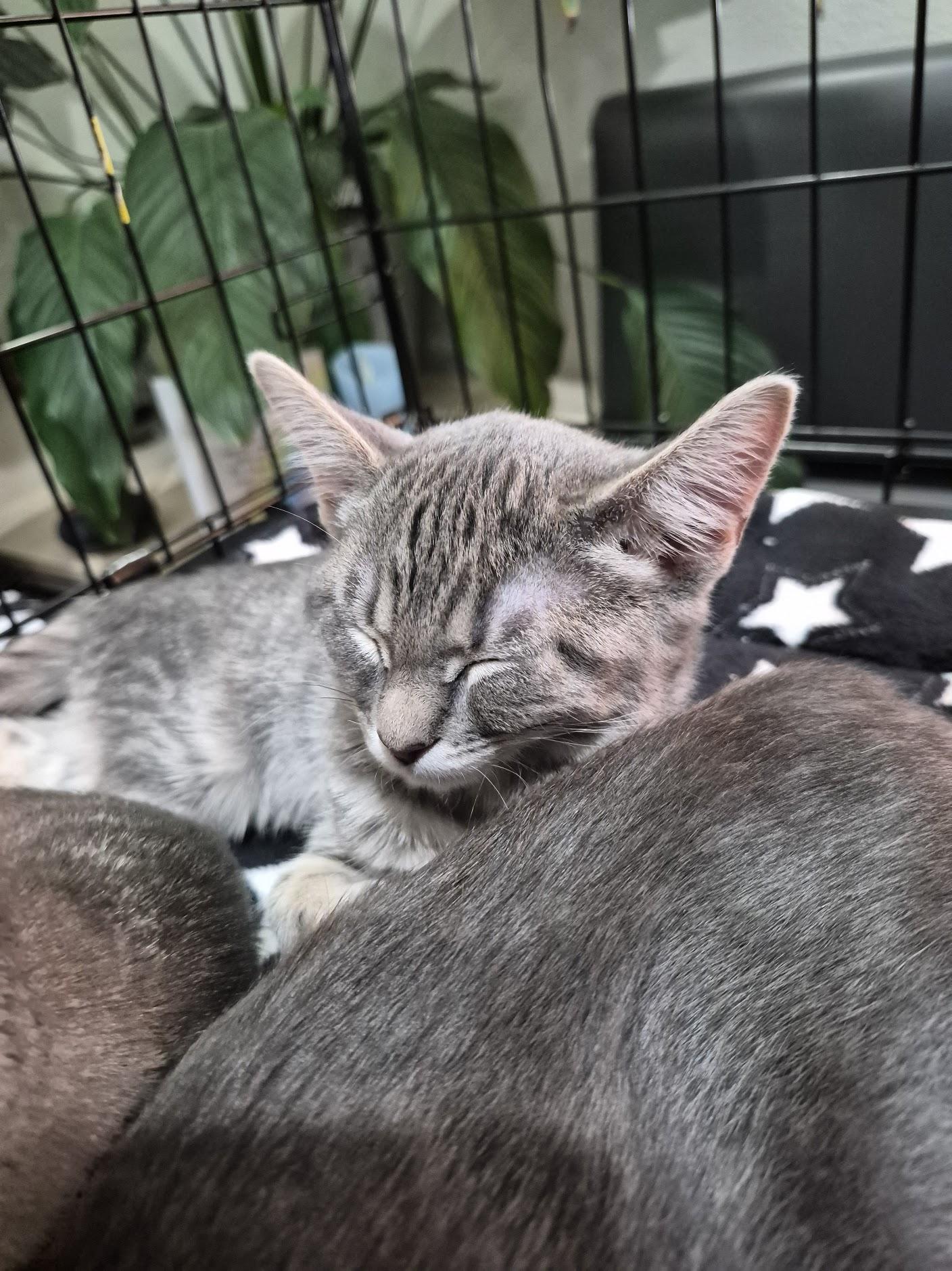 Enlarge Chowder, a Adopted Domestic Short Hair in Eugene, OR image 2/5