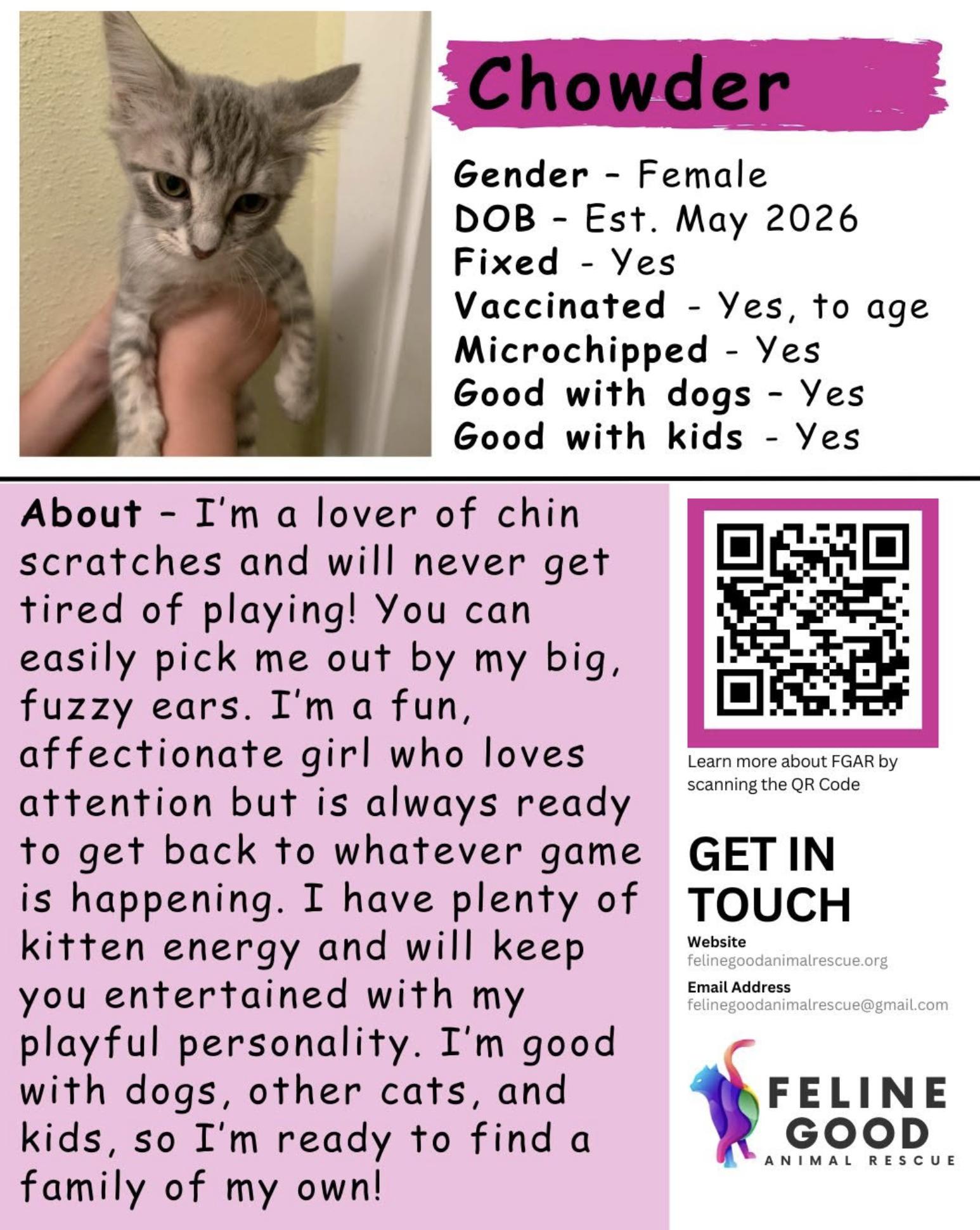 Enlarge Chowder, a Adopted Domestic Short Hair in Eugene, OR image 5/5
