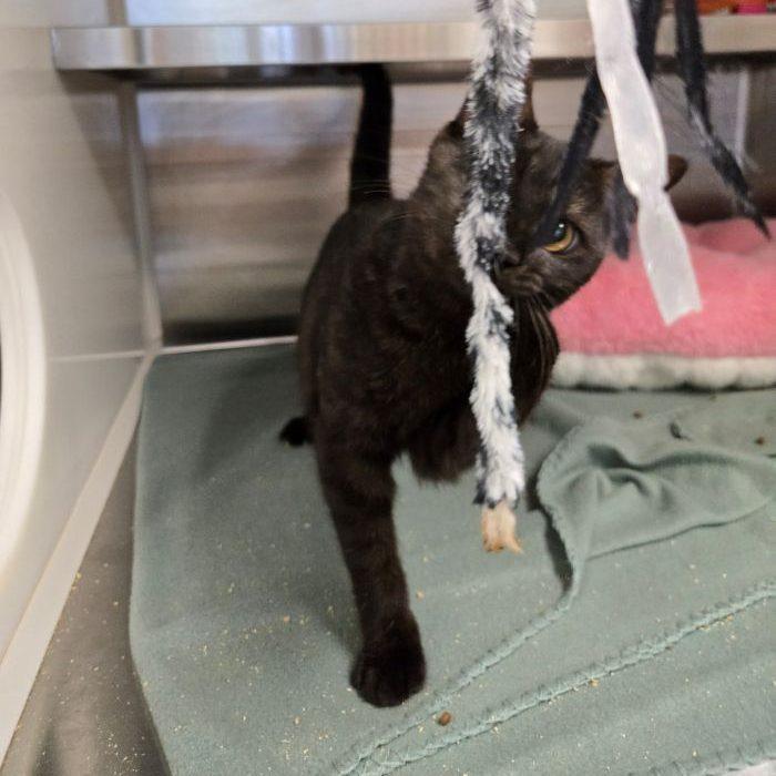 Pumpkin, adopted, Kitten Male American Shorthair.