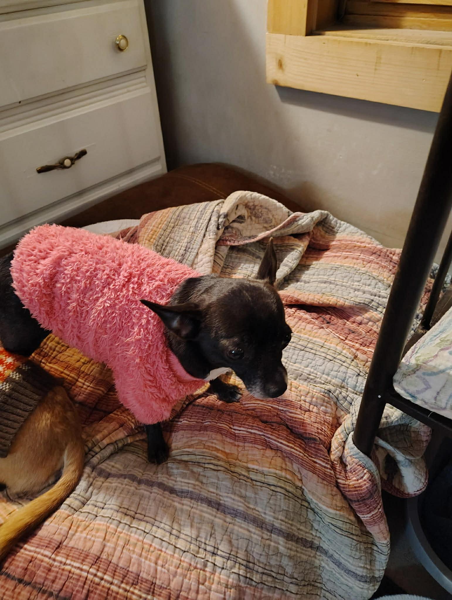 Enlarge Courtesy Post - Nena, a ADOPTABLE Chihuahua in Vernon, CT image 1/1