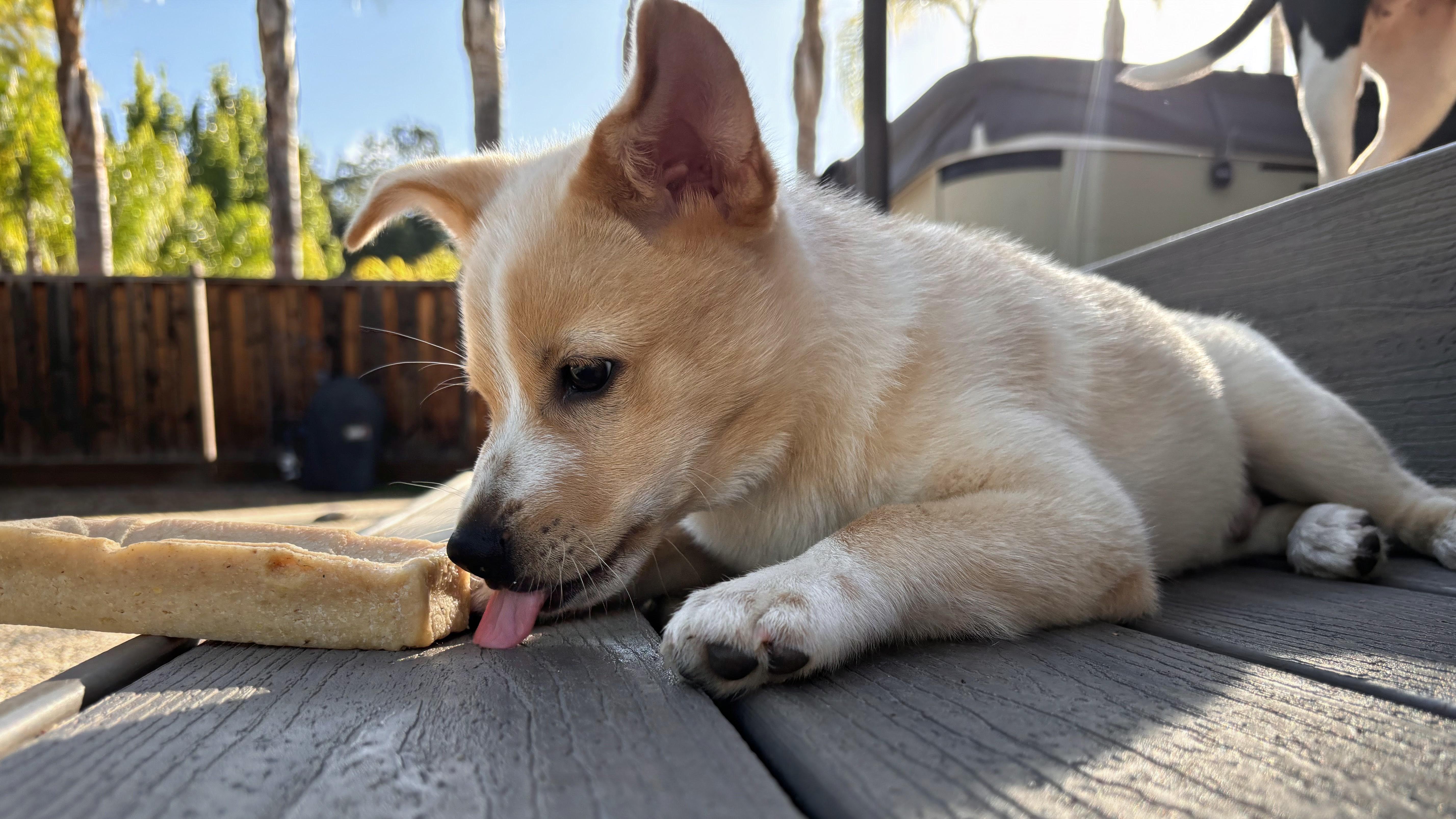 Fitz, an adopted mixed breed in Redwood City, CA image 4/6