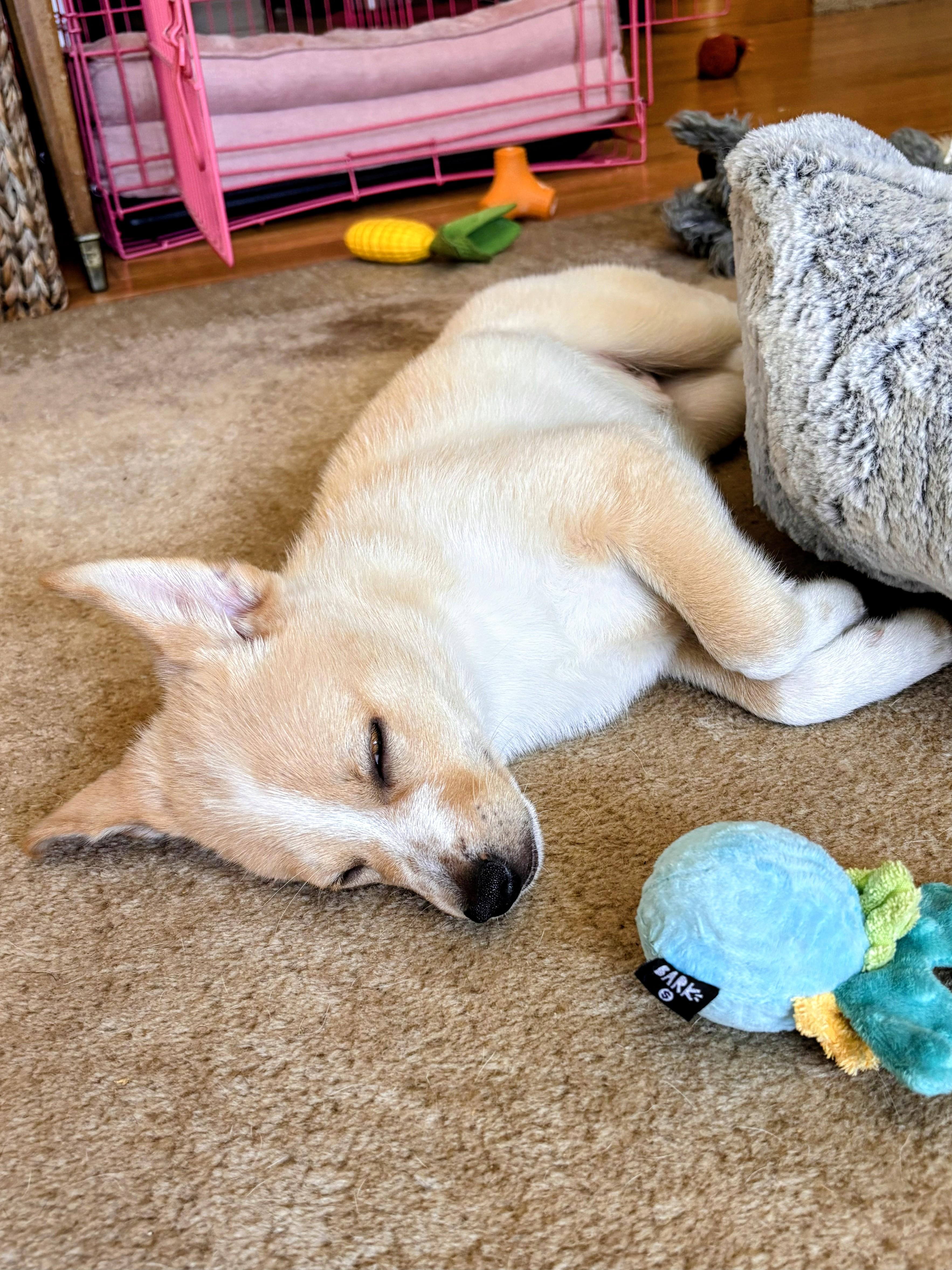 Fitz, an adopted mixed breed in Redwood City, CA image 3/6