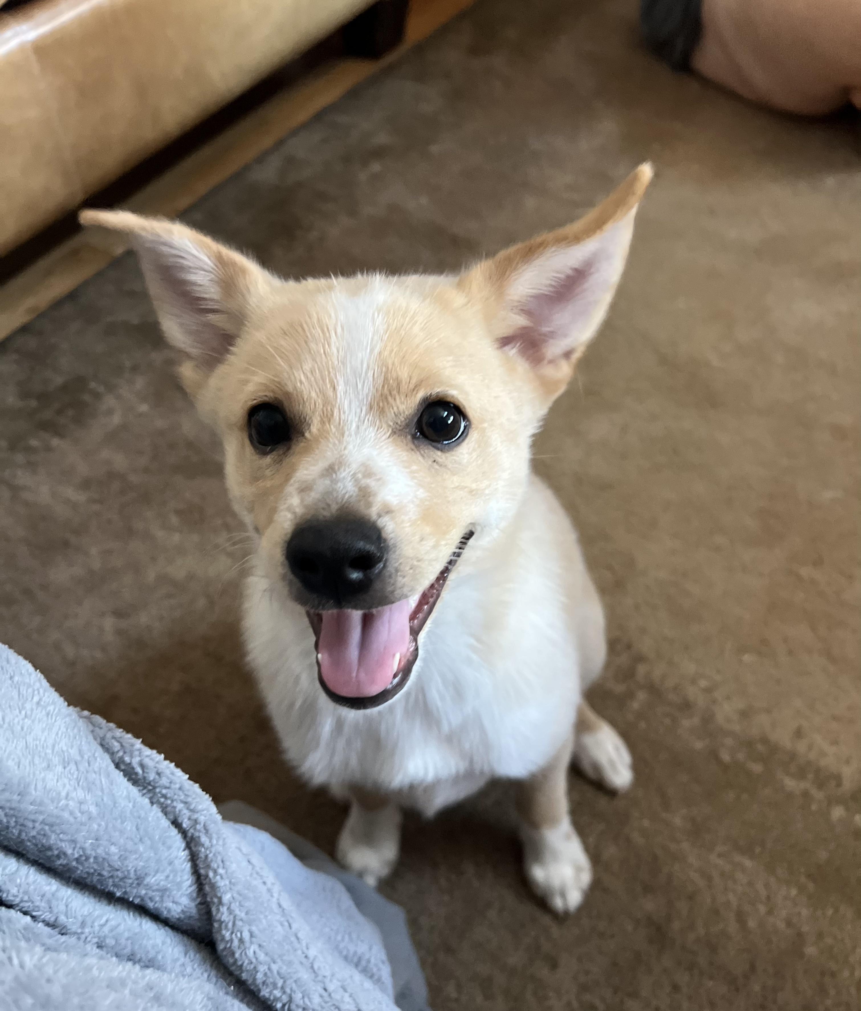 Fitz, an adopted mixed breed in Redwood City, CA image 1/6