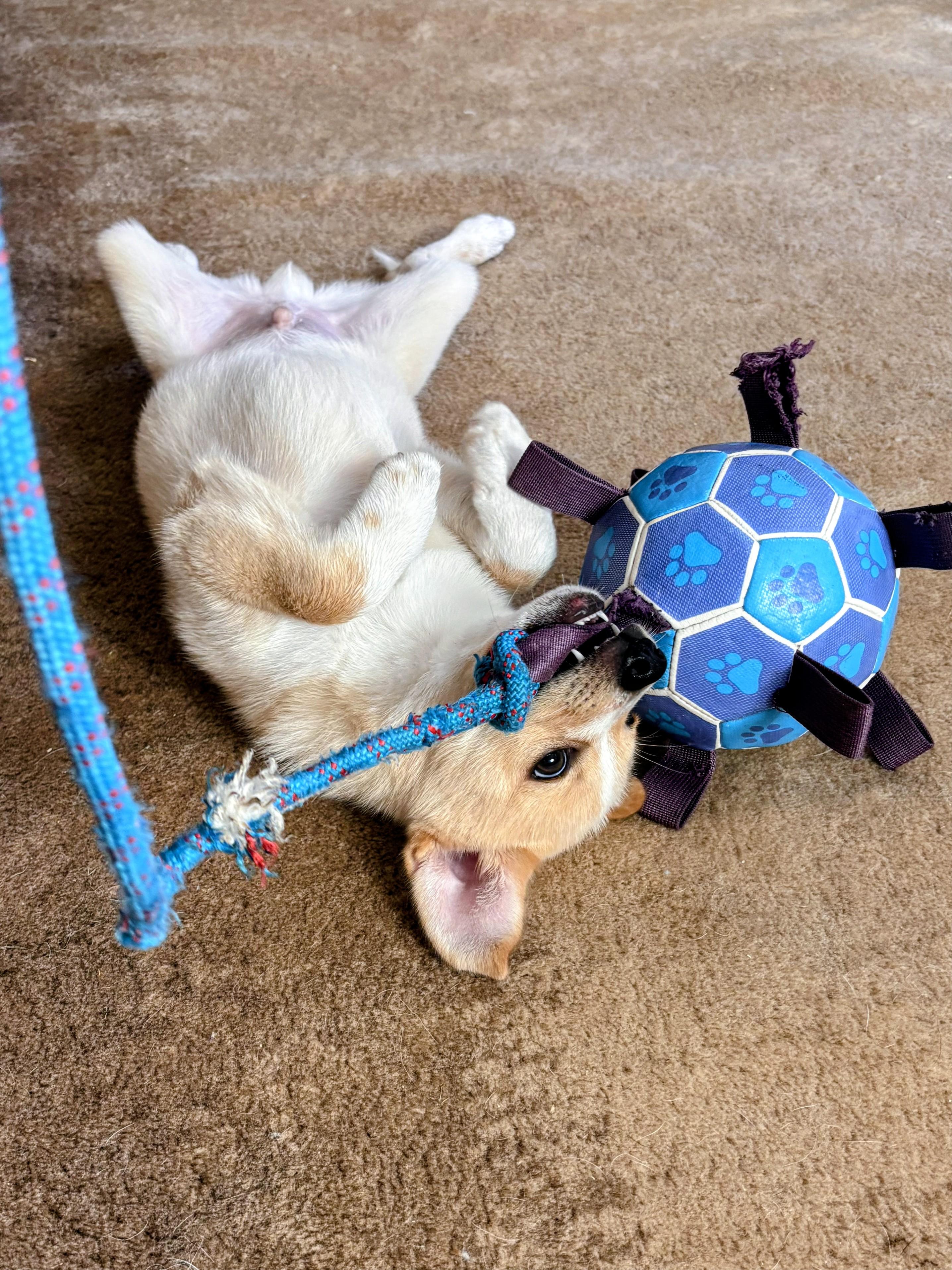Fitz, an adopted mixed breed in Redwood City, CA image 2/6