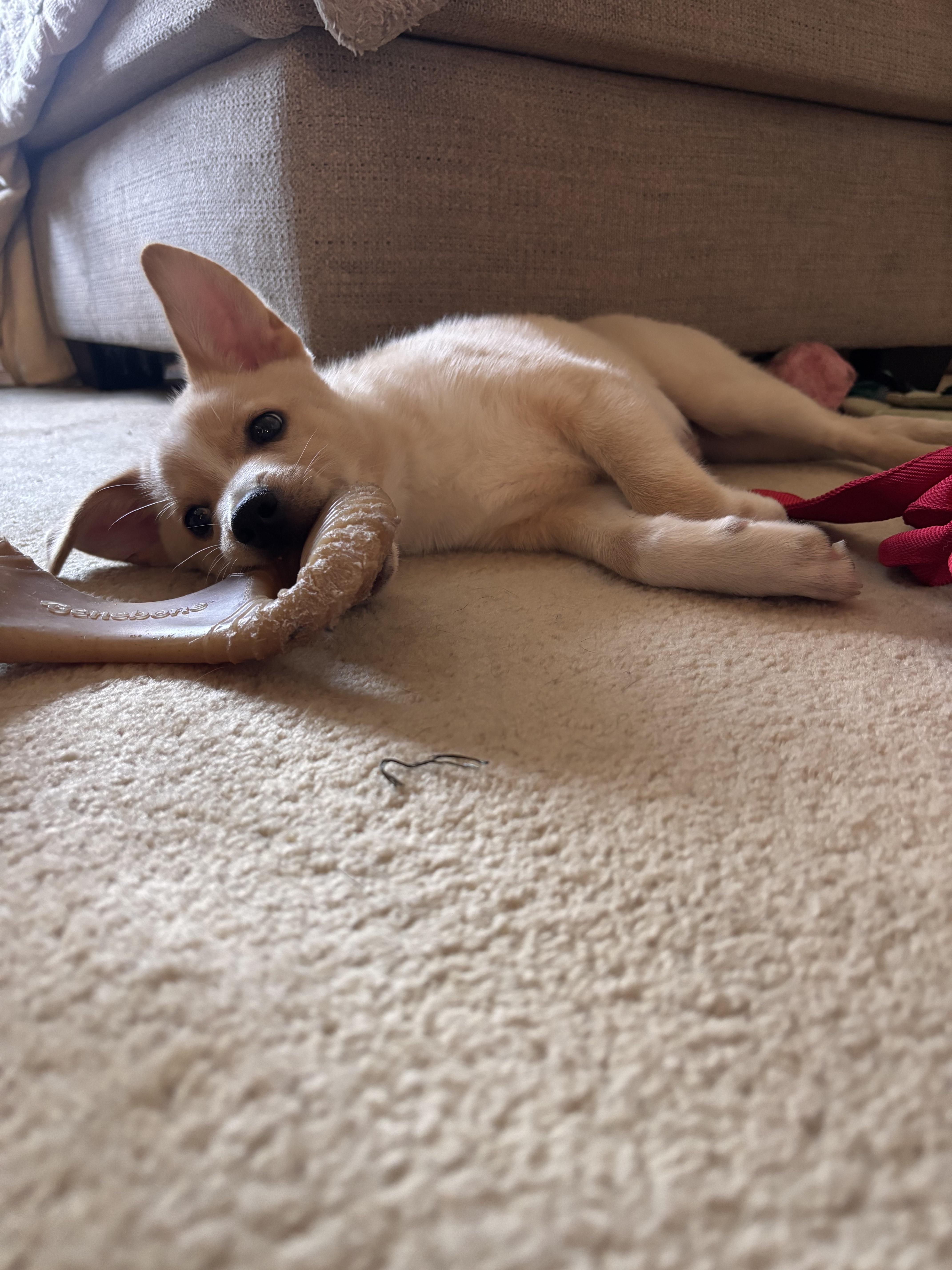 Fitz, an adopted mixed breed in Redwood City, CA image 6/6