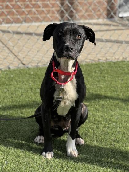 Ziggy, Adoptable, Adult Female Terrier & Mixed Breed.