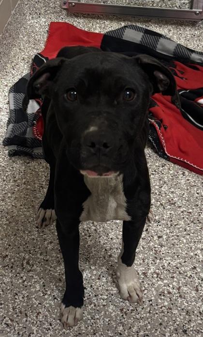 Enlarge Ziggy, a Adoptable mixed breed in Gastonia, NC image 2/2