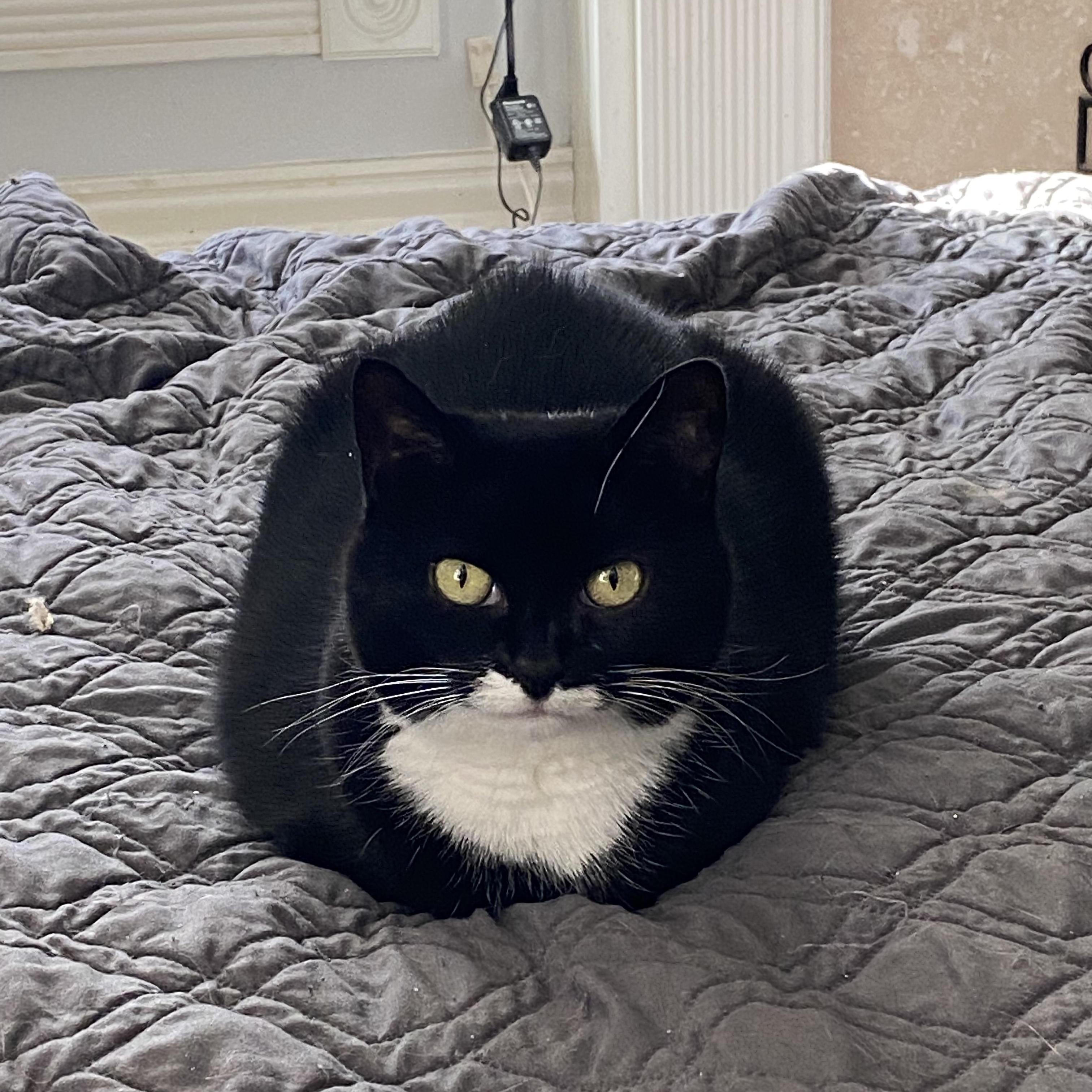 Phoebe, Adoptable, Adult Female Domestic Short Hair & British Shorthair.