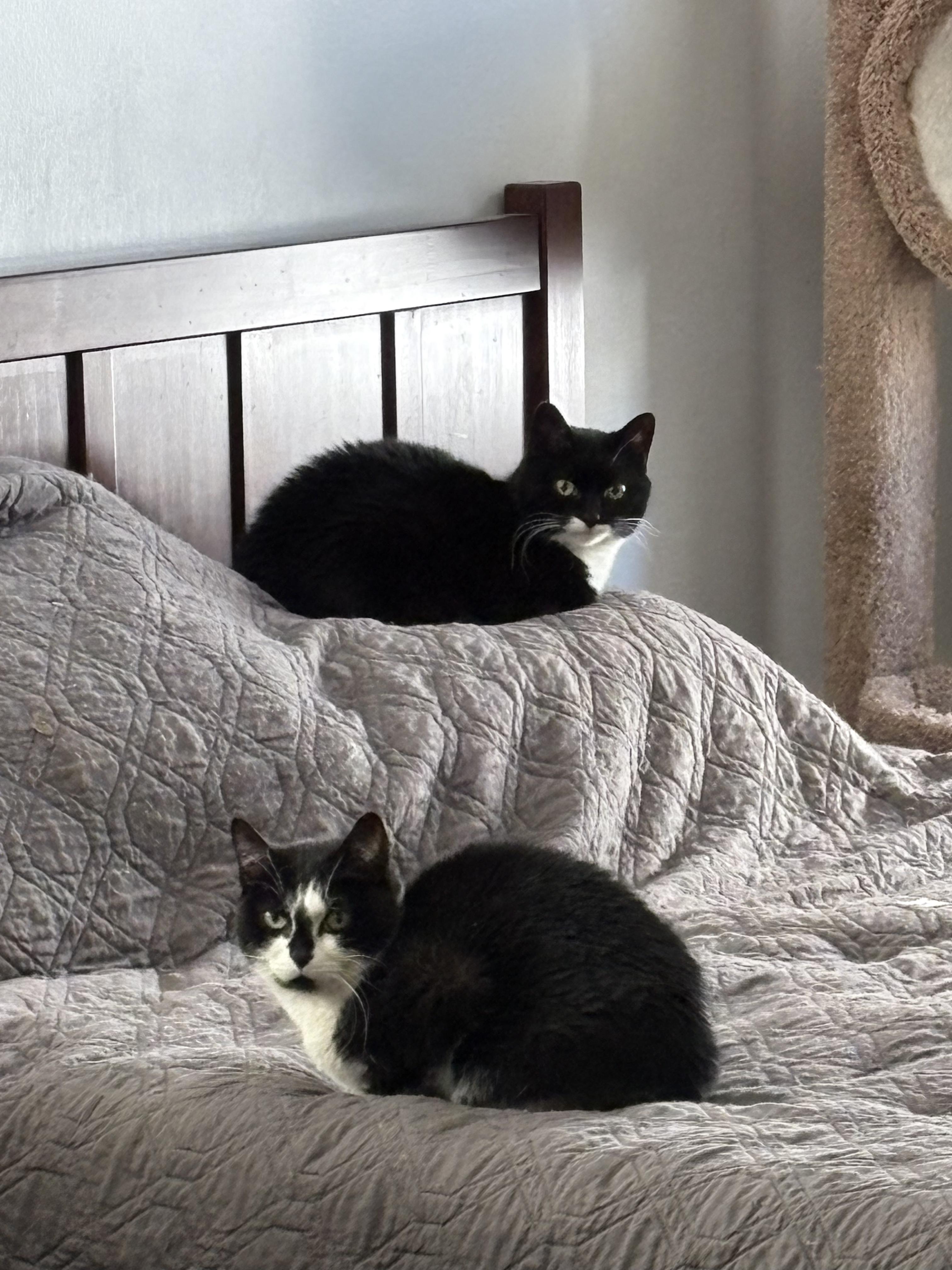 Phoebe, a Adoptable mixed breed in Columbus, OH image 6/6