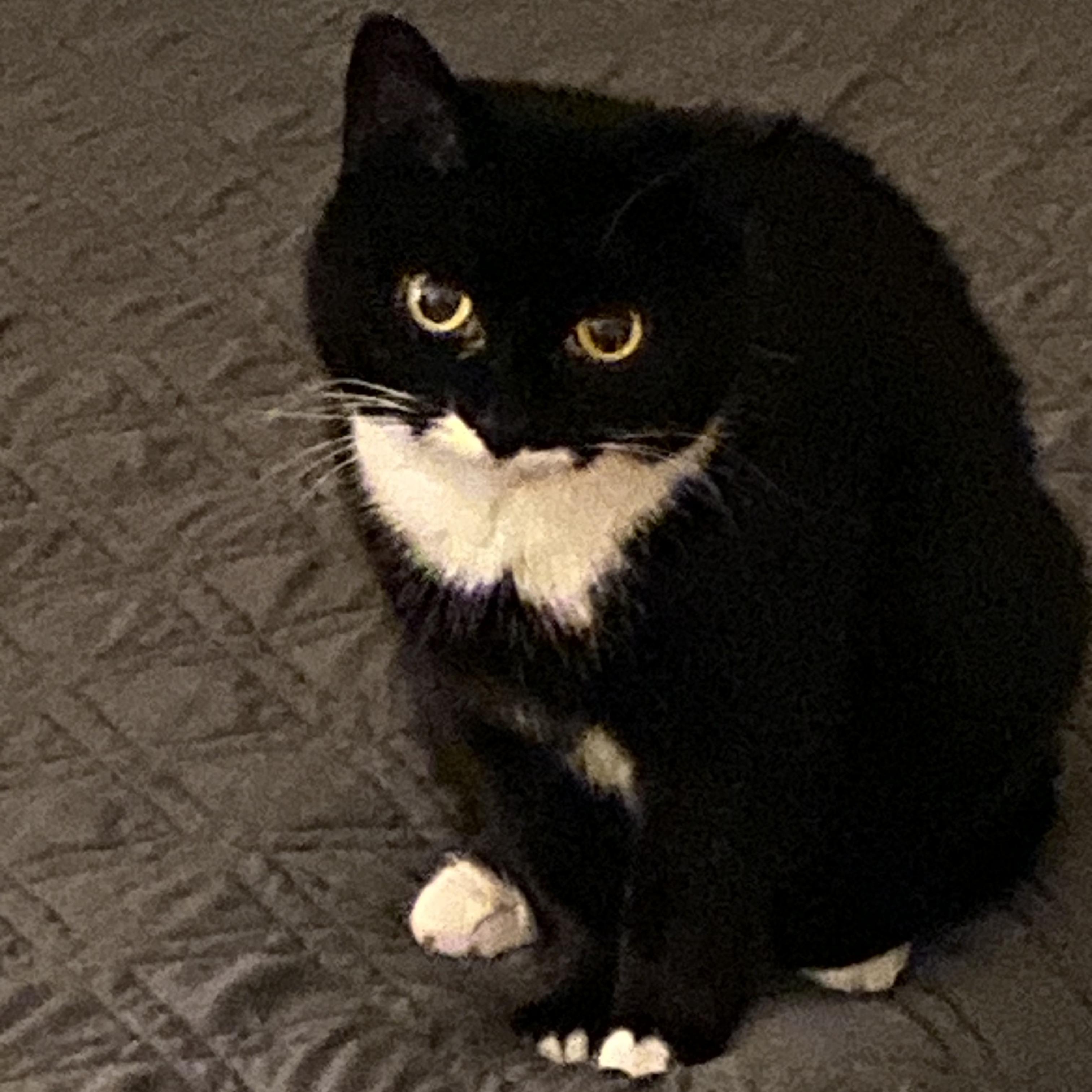 Phoebe, a Adoptable mixed breed in Columbus, OH image 2/6