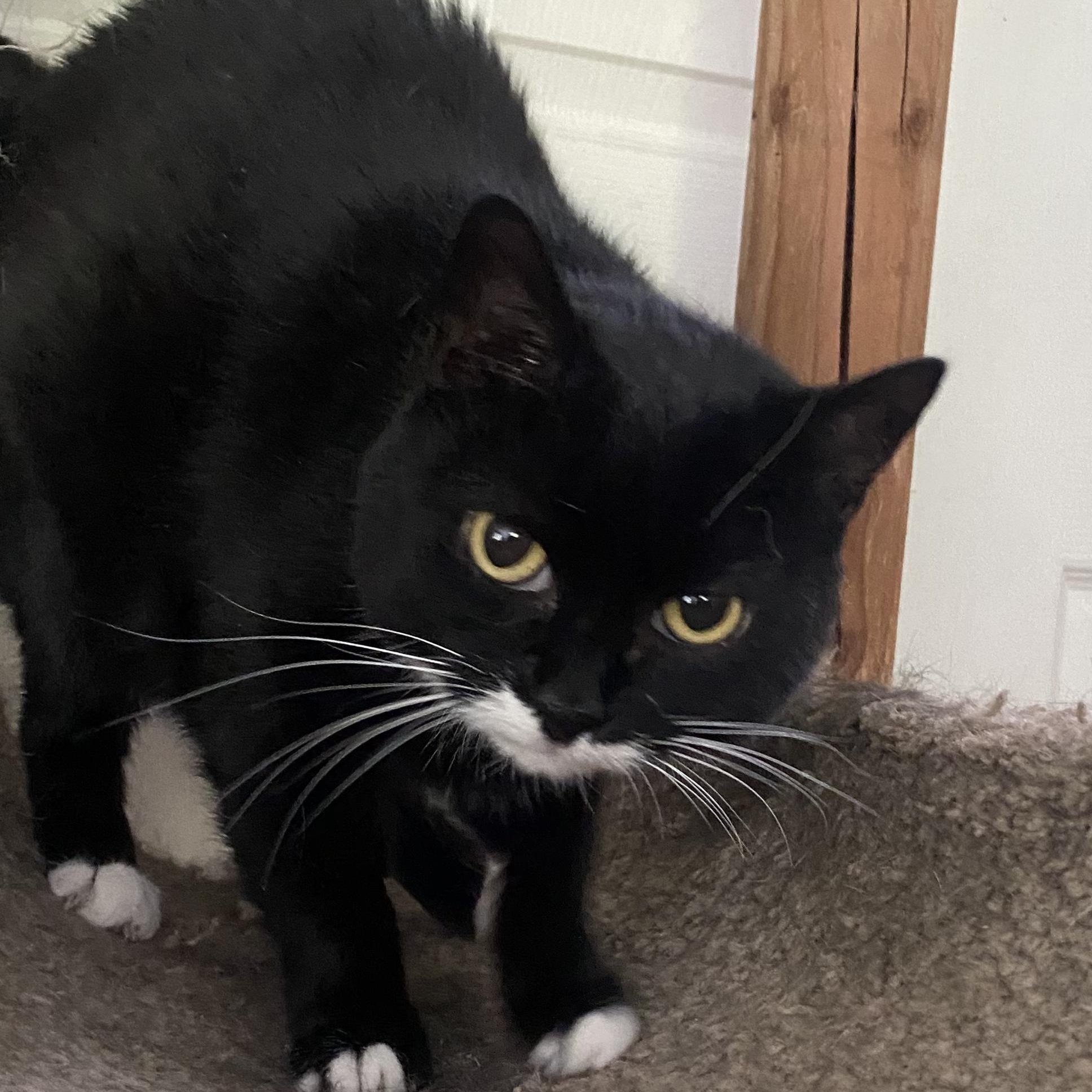 Phoebe, a Adoptable mixed breed in Columbus, OH image 3/6