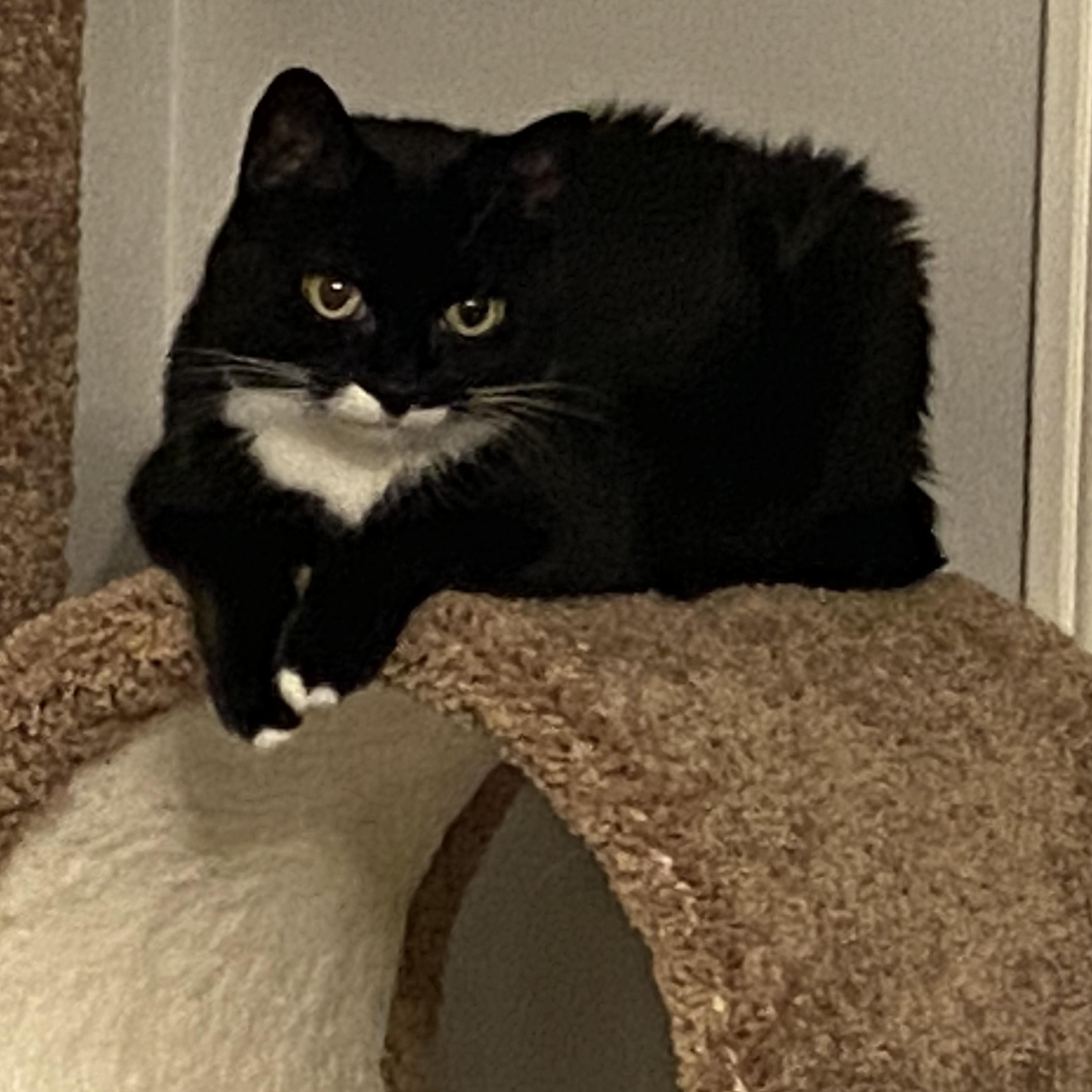 Phoebe, a Adoptable mixed breed in Columbus, OH image 4/6