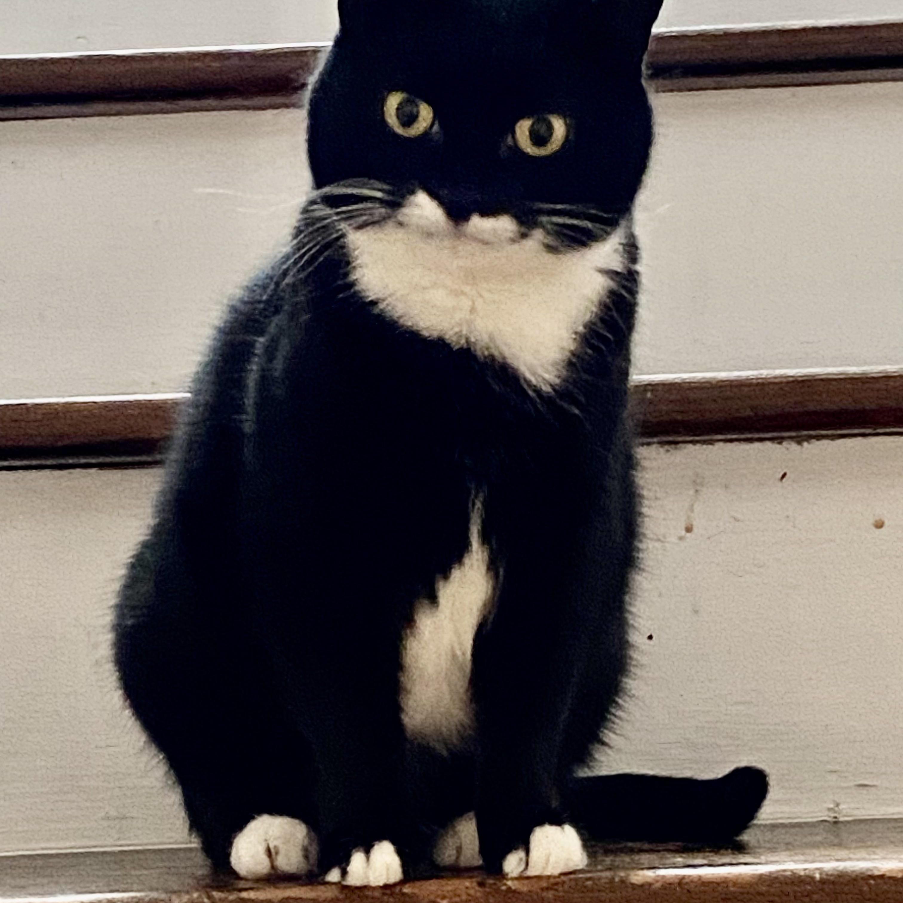 Phoebe, a Adoptable mixed breed in Columbus, OH image 5/6