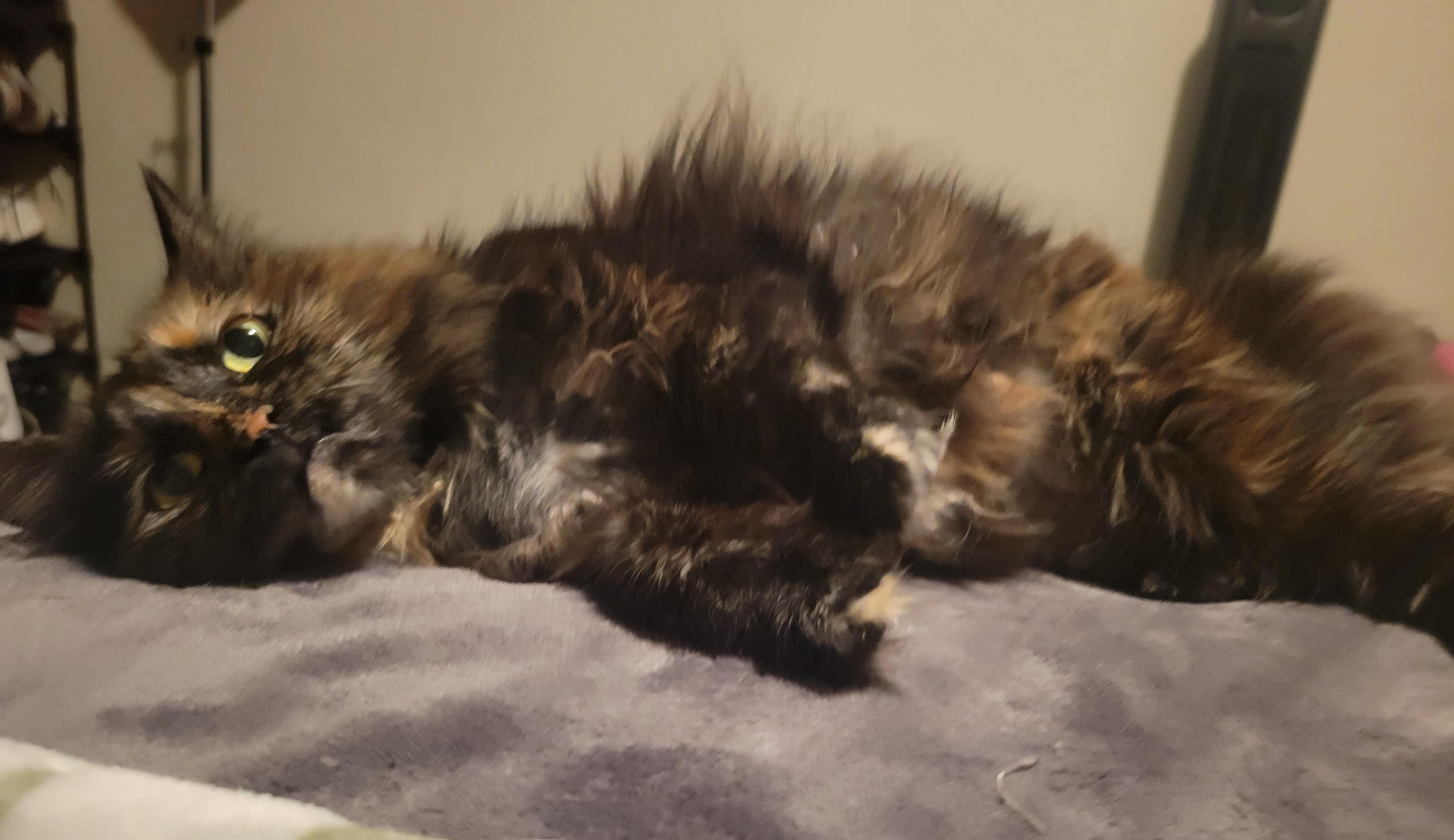 Penelope, an adopted Domestic Medium Hair in Sherman Oaks, CA image 5/6