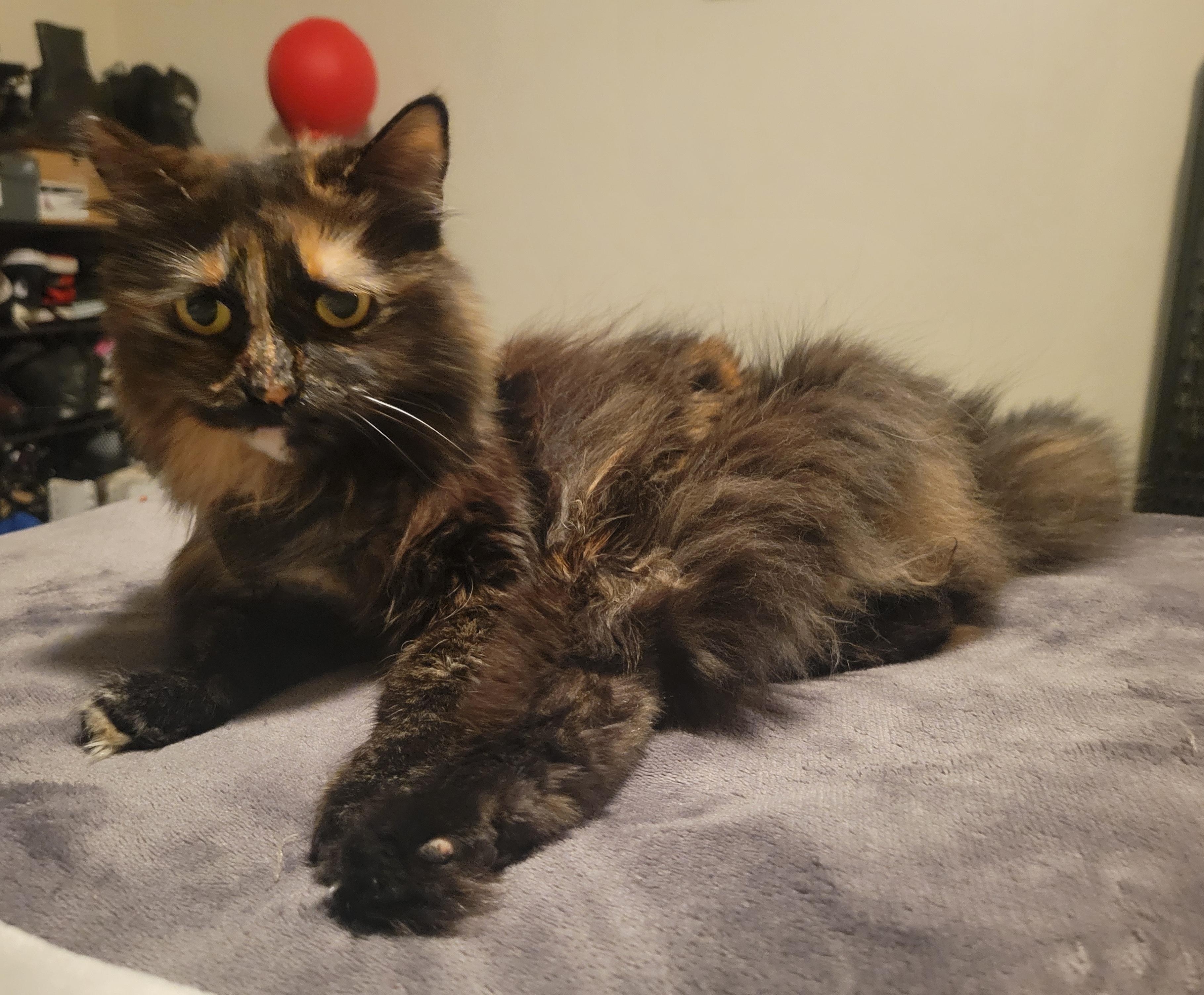 Penelope, an adopted Domestic Medium Hair in Sherman Oaks, CA image 4/6