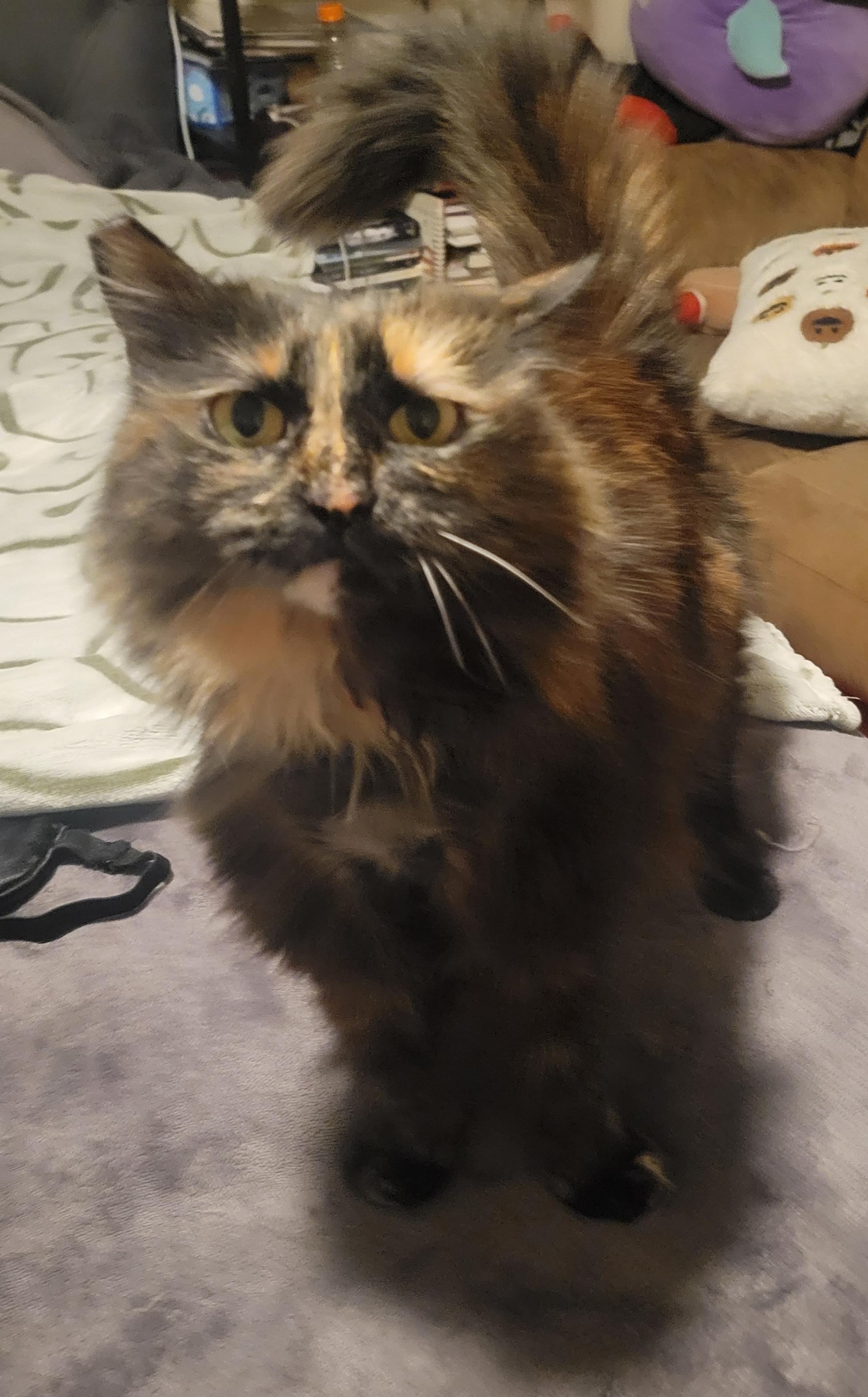 Penelope, an adopted Domestic Medium Hair in Sherman Oaks, CA image 6/6