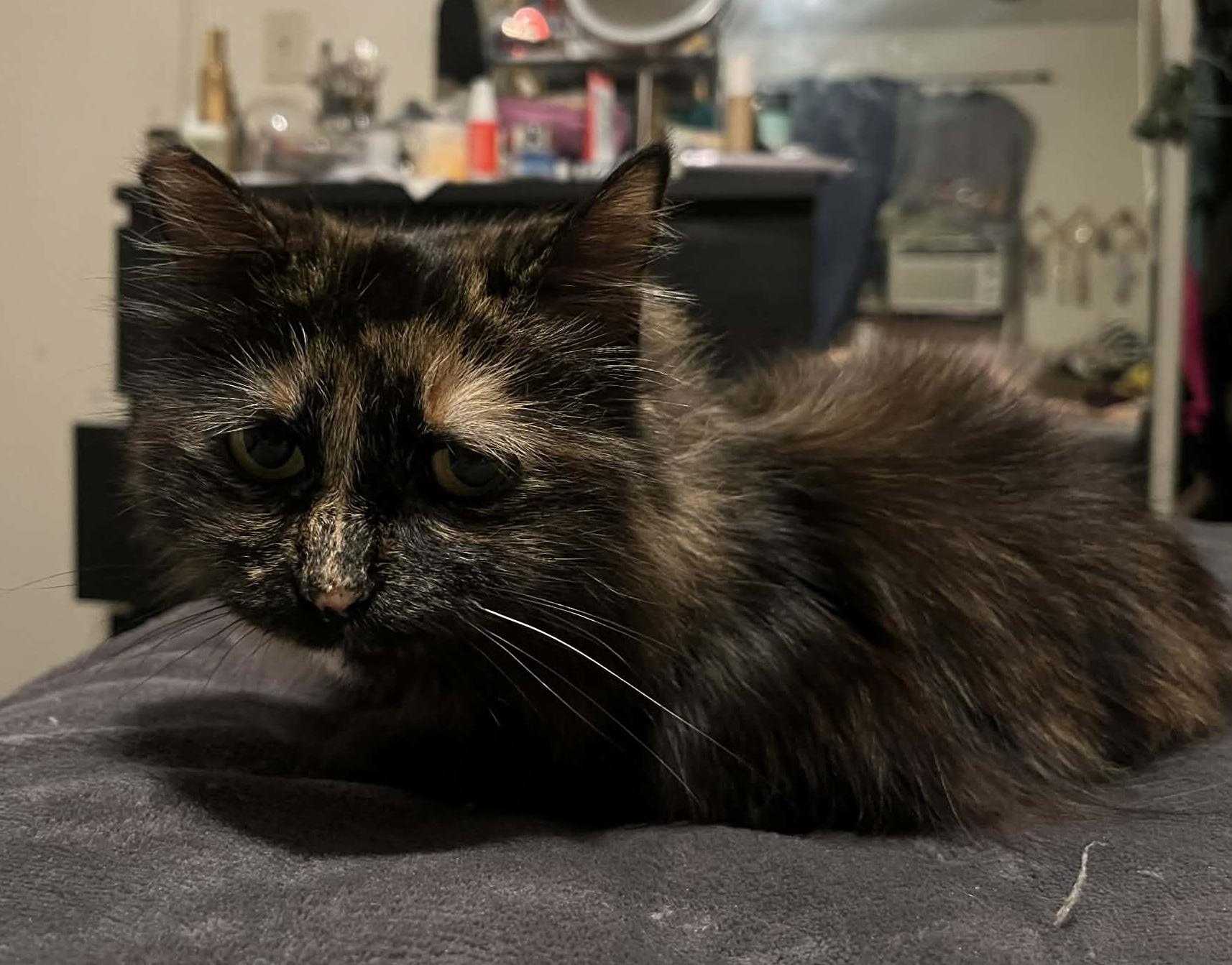 Penelope, an adopted Domestic Medium Hair in Sherman Oaks, CA image 2/6