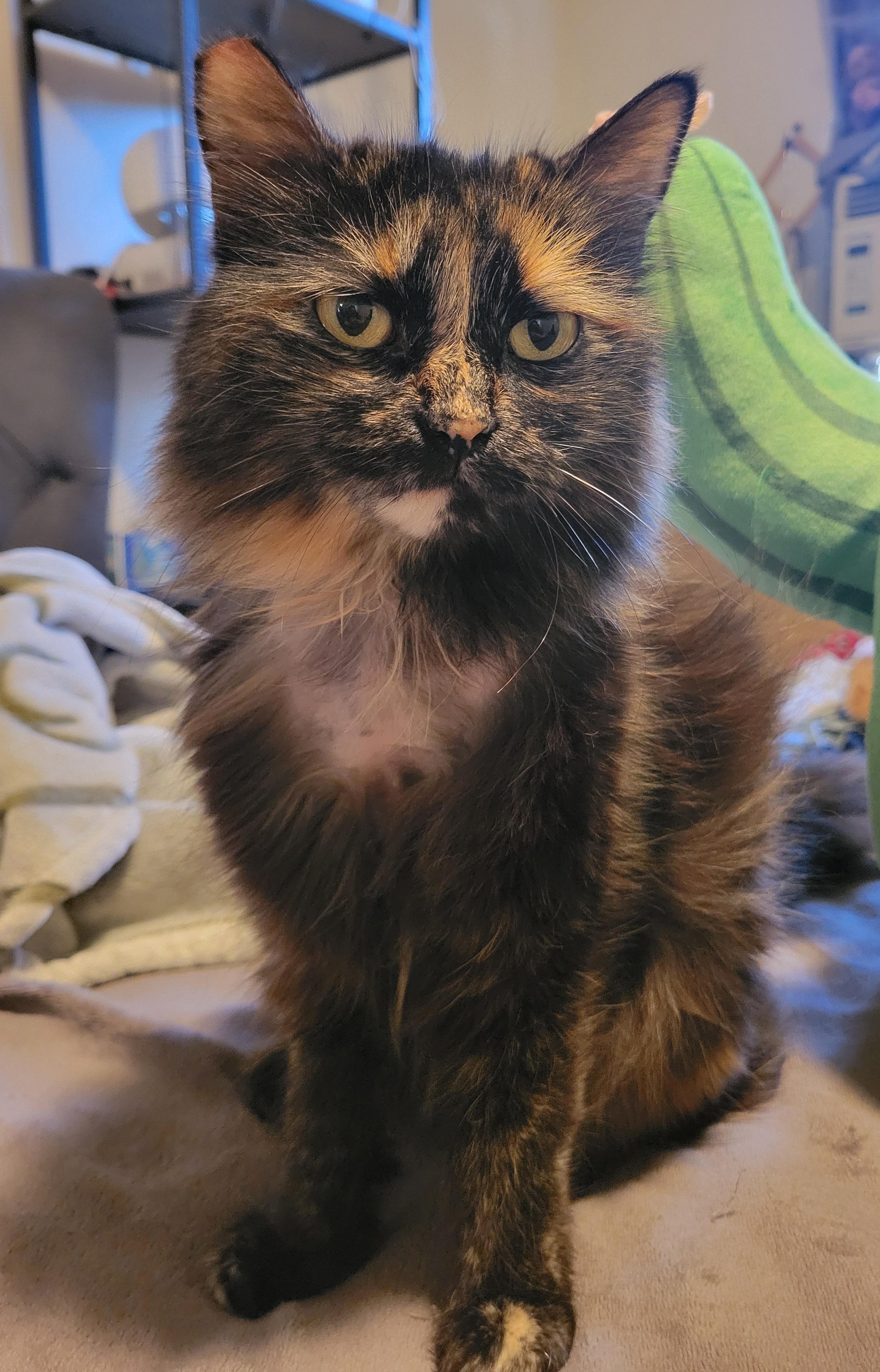 Penelope, adopted, Adult Female Domestic Medium Hair.