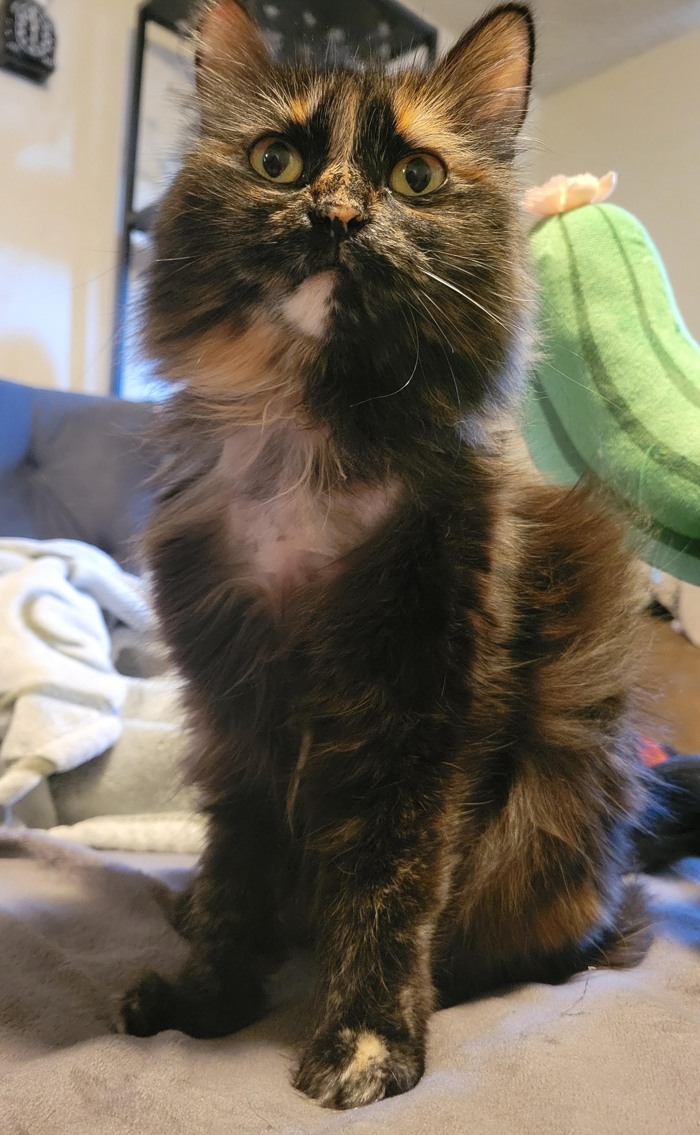 Penelope, an adopted Domestic Medium Hair in Sherman Oaks, CA image 3/6