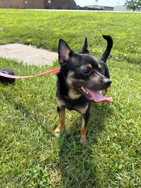 Buster, a ADOPTABLE mixed breed in Urbana, IL image 1/2