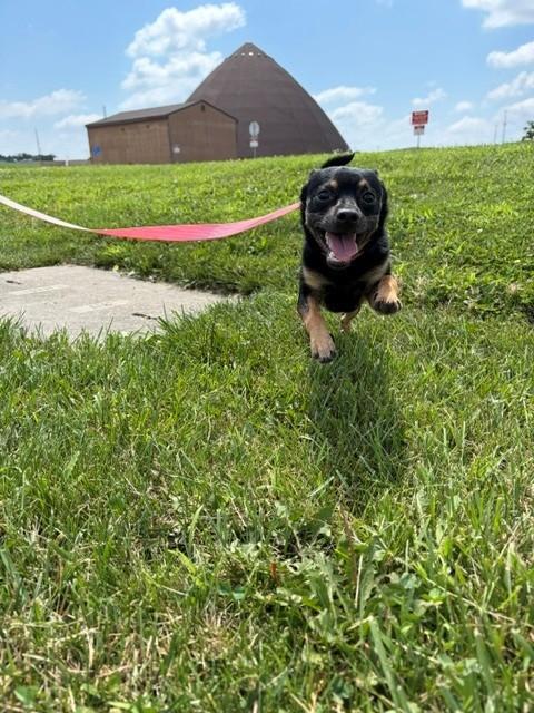 Buster, a ADOPTABLE mixed breed in Urbana, IL image 2/2