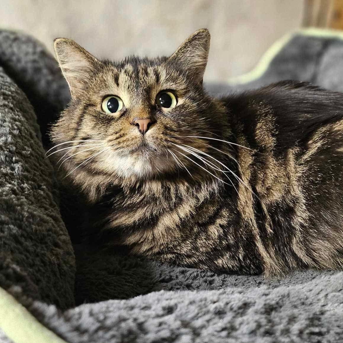 Cleo, Adult Female Maine Coon