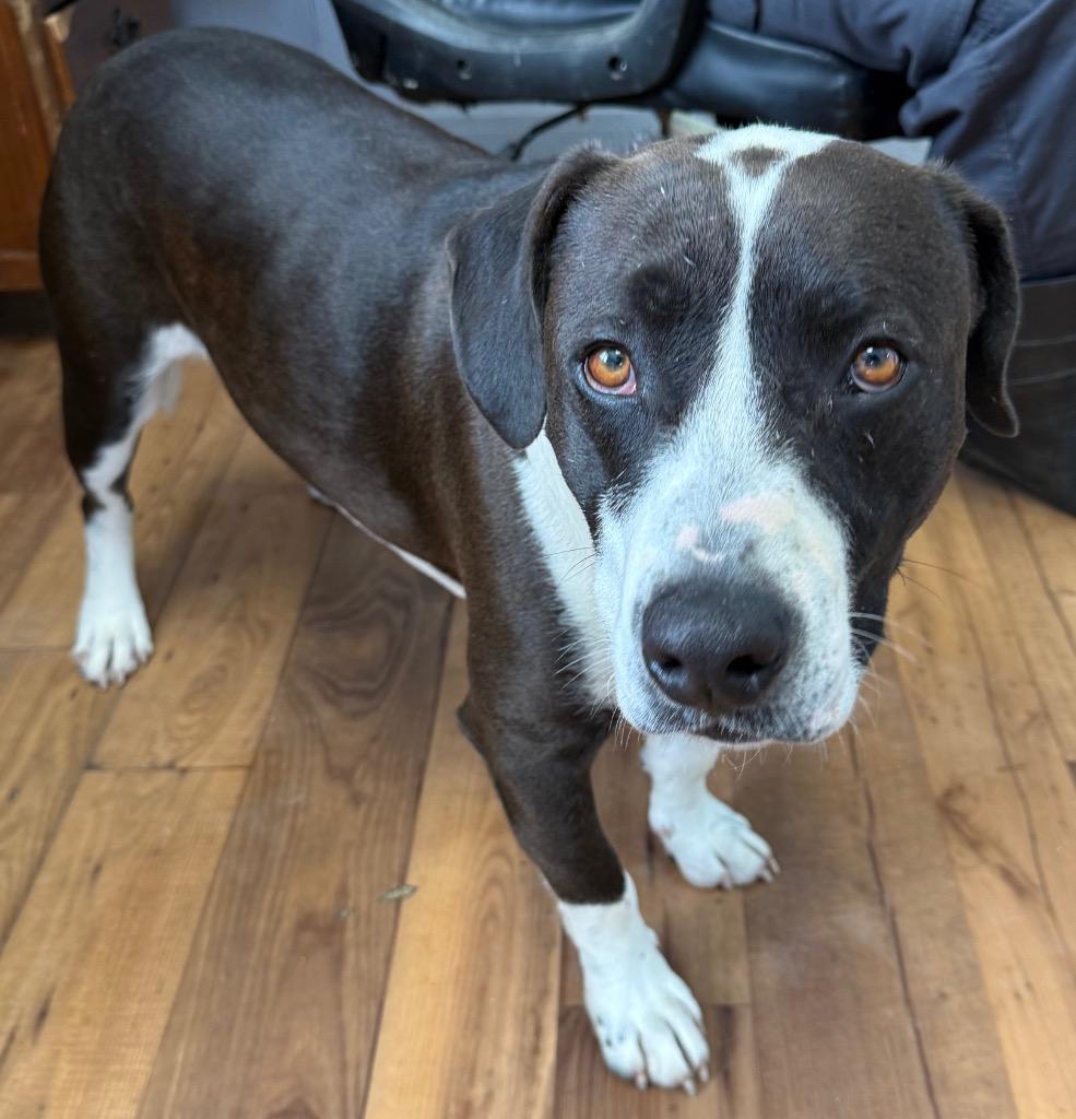 Valentine, Adoptable, Adult Male Bull Terrier & Mixed Breed.