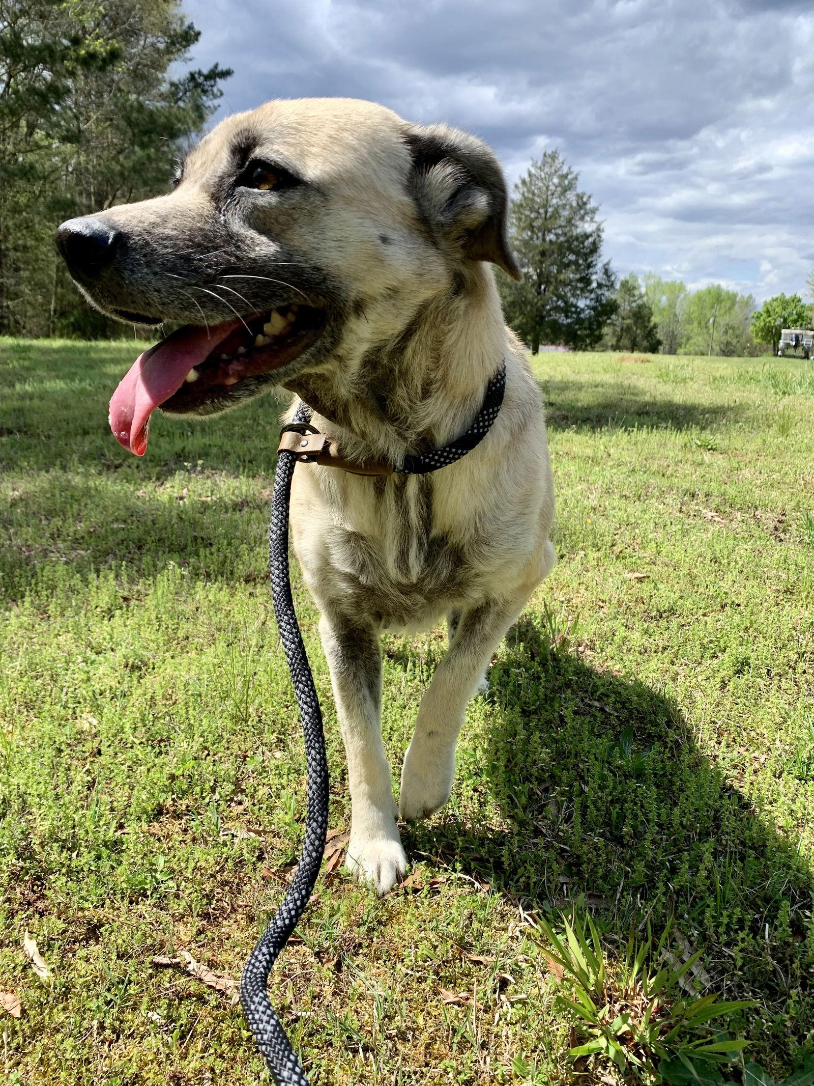 BEE, Adoptable, Adult Female Shepherd.