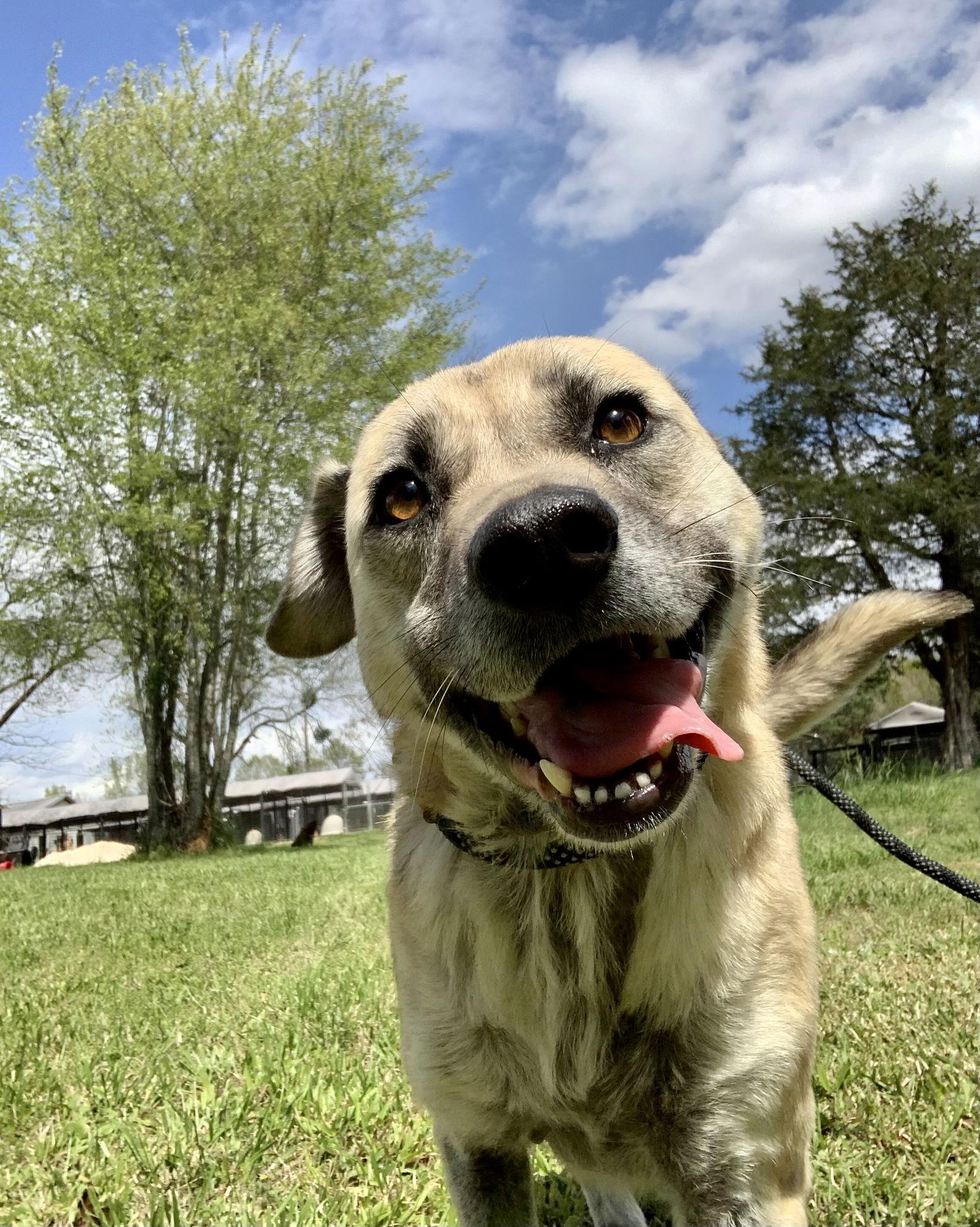 BEE, a Adoptable Shepherd in Holbrook, NY image 2/3