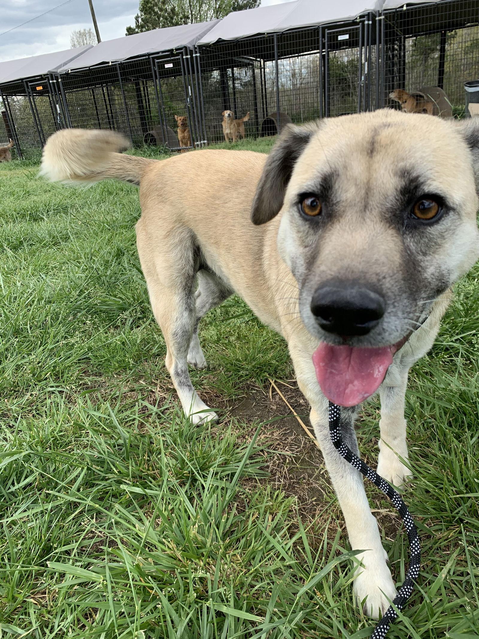 BEE, a Adoptable Shepherd in Holbrook, NY image 3/3