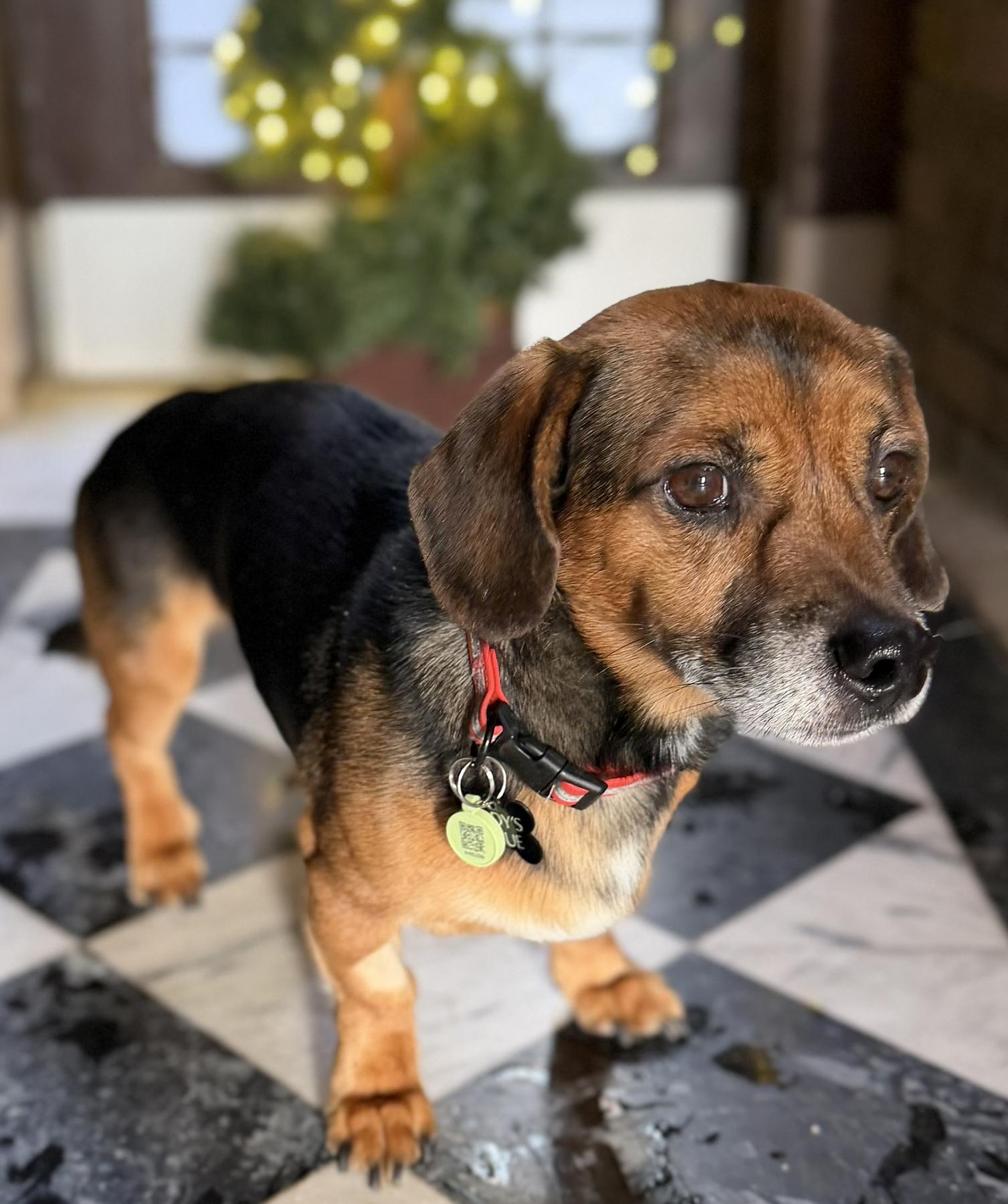 Enlarge AMIGO, a ADOPTABLE mixed breed in Montreal, QC image 1/4