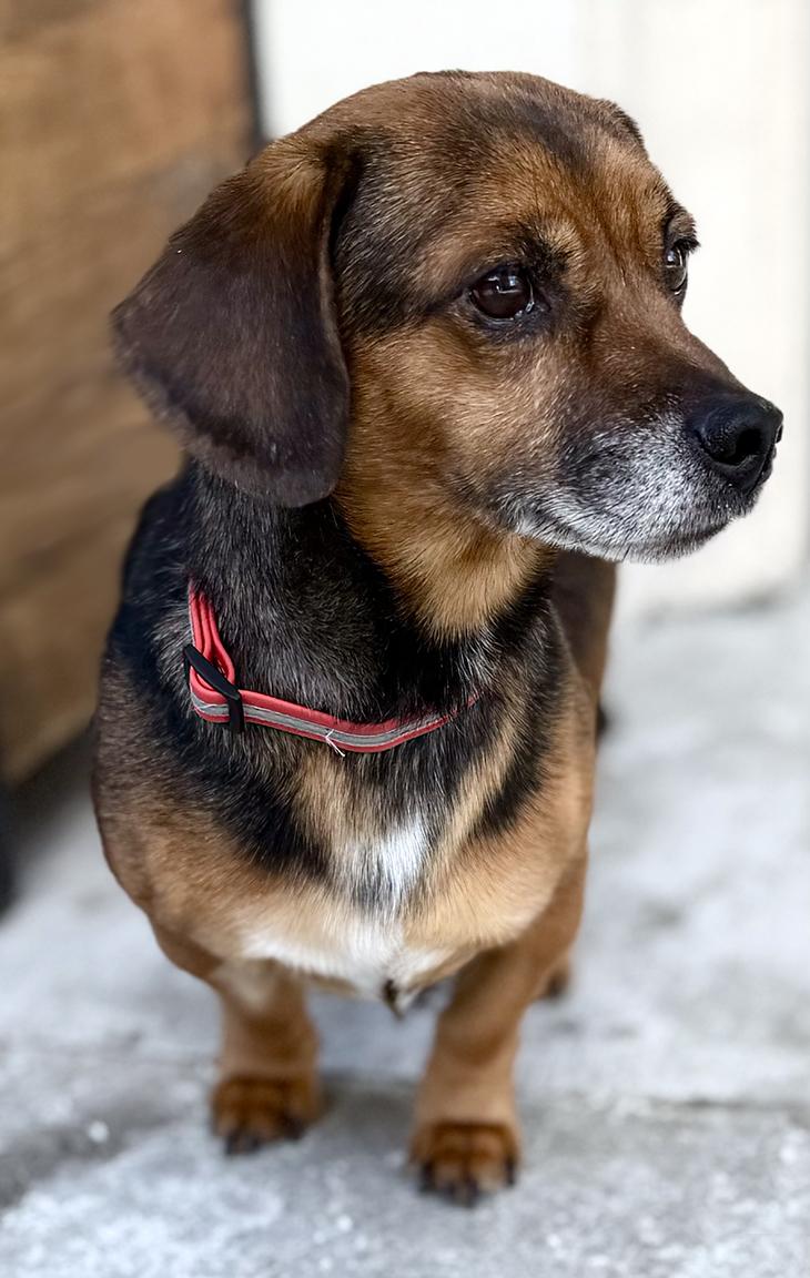 Enlarge AMIGO, a ADOPTABLE mixed breed in Montreal, QC image 2/4