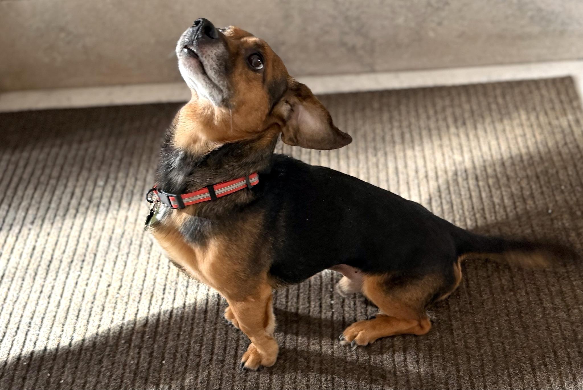 Enlarge AMIGO, a ADOPTABLE mixed breed in Montreal, QC image 4/4