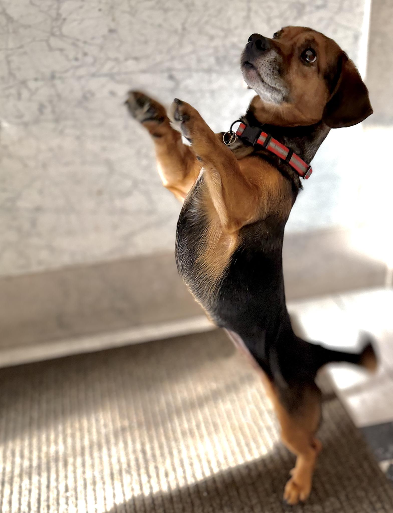 Enlarge AMIGO, a ADOPTABLE mixed breed in Montreal, QC image 3/4