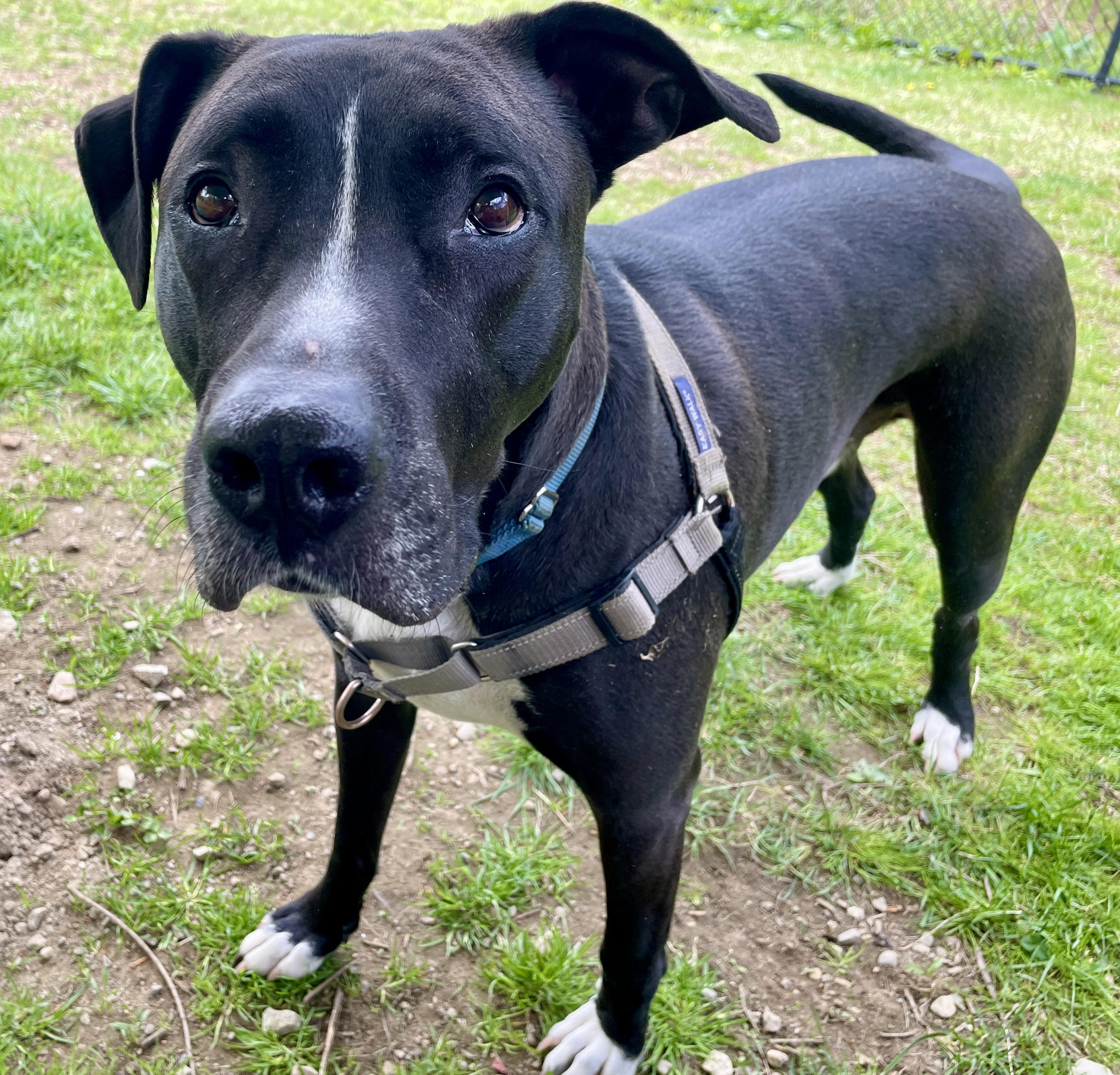 Buck, Adoptable, Adult Male Labrador Retriever.