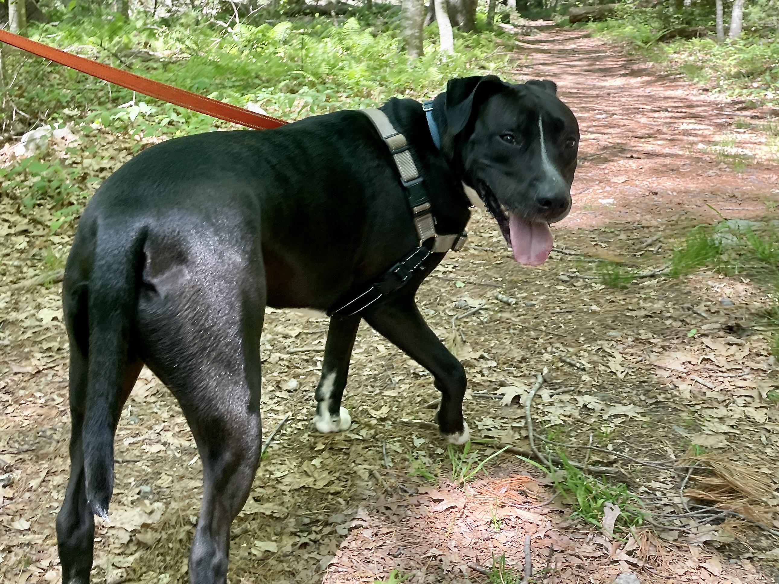 Buck, a Adoptable mixed breed in Scituate, MA image 3/4