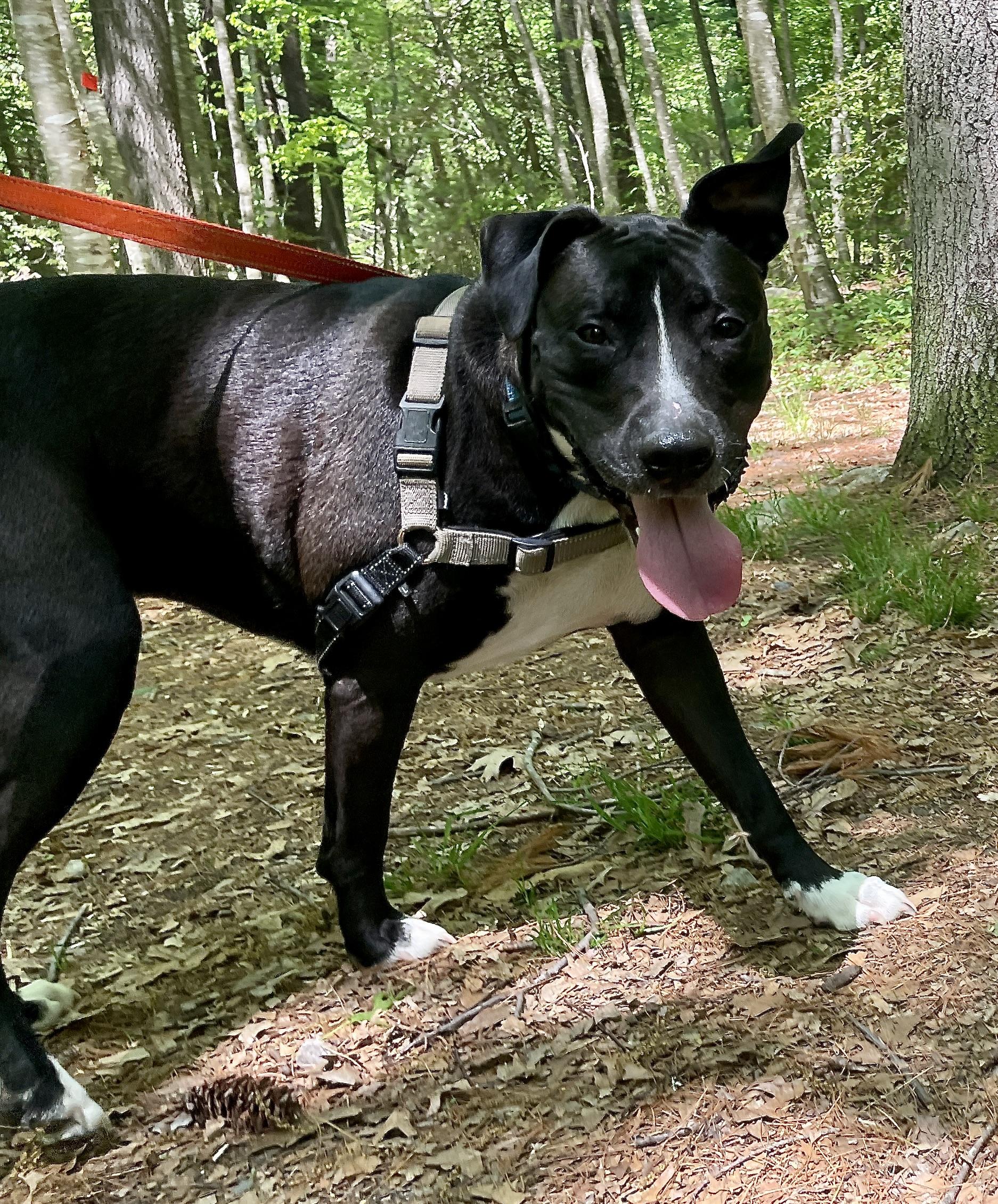 Buck, a Adoptable mixed breed in Scituate, MA image 2/4