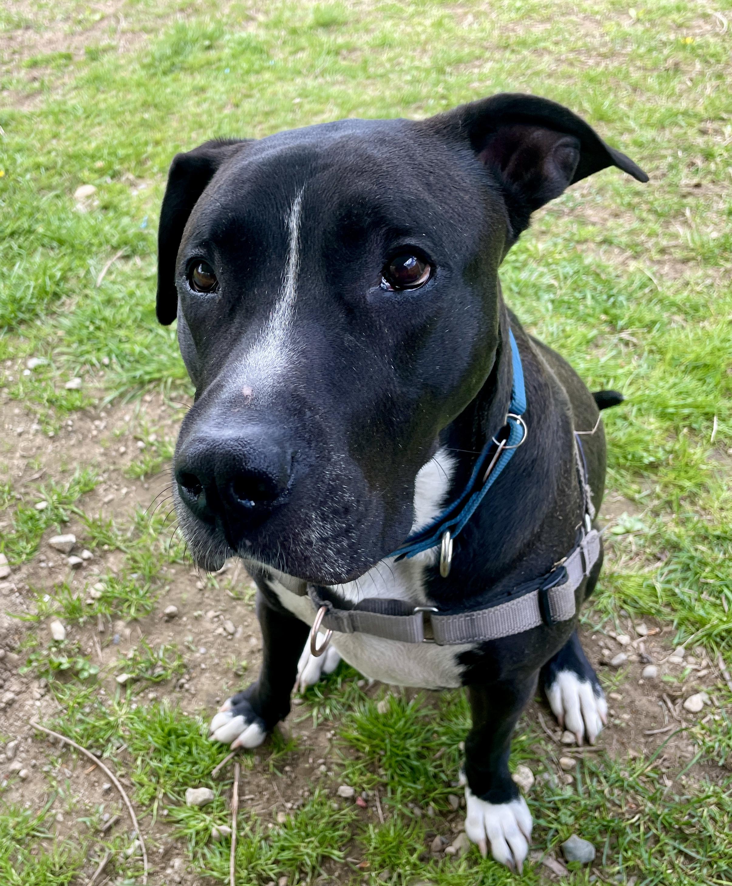 Buck, a Adoptable mixed breed in Scituate, MA image 4/4