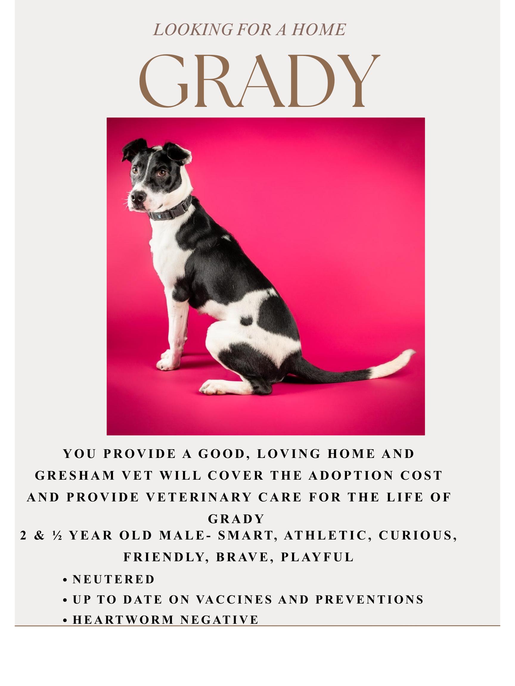 Enlarge Grady, a Adoptable mixed breed in Tyler, TX image 5/5