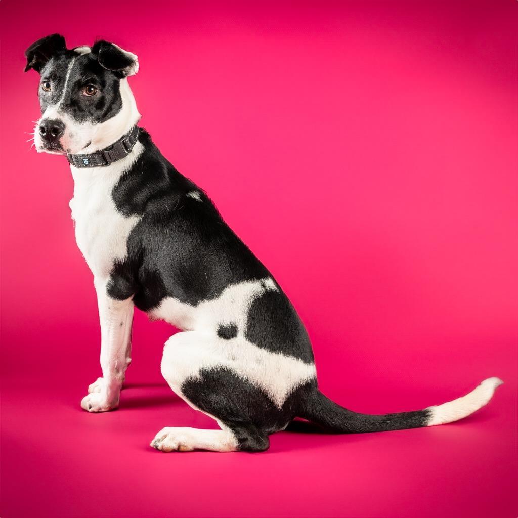 Enlarge Grady, a Adoptable mixed breed in Tyler, TX image 1/5